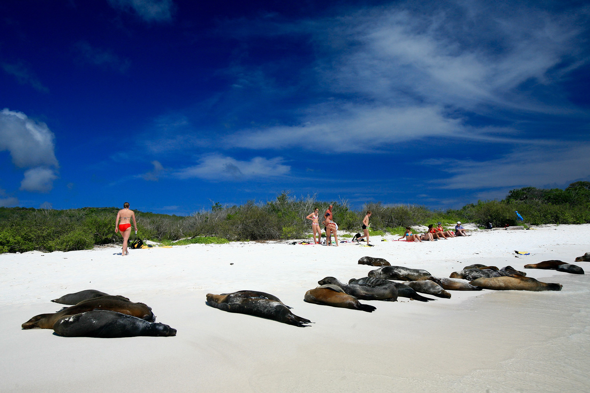 Galapagos, Espaniola