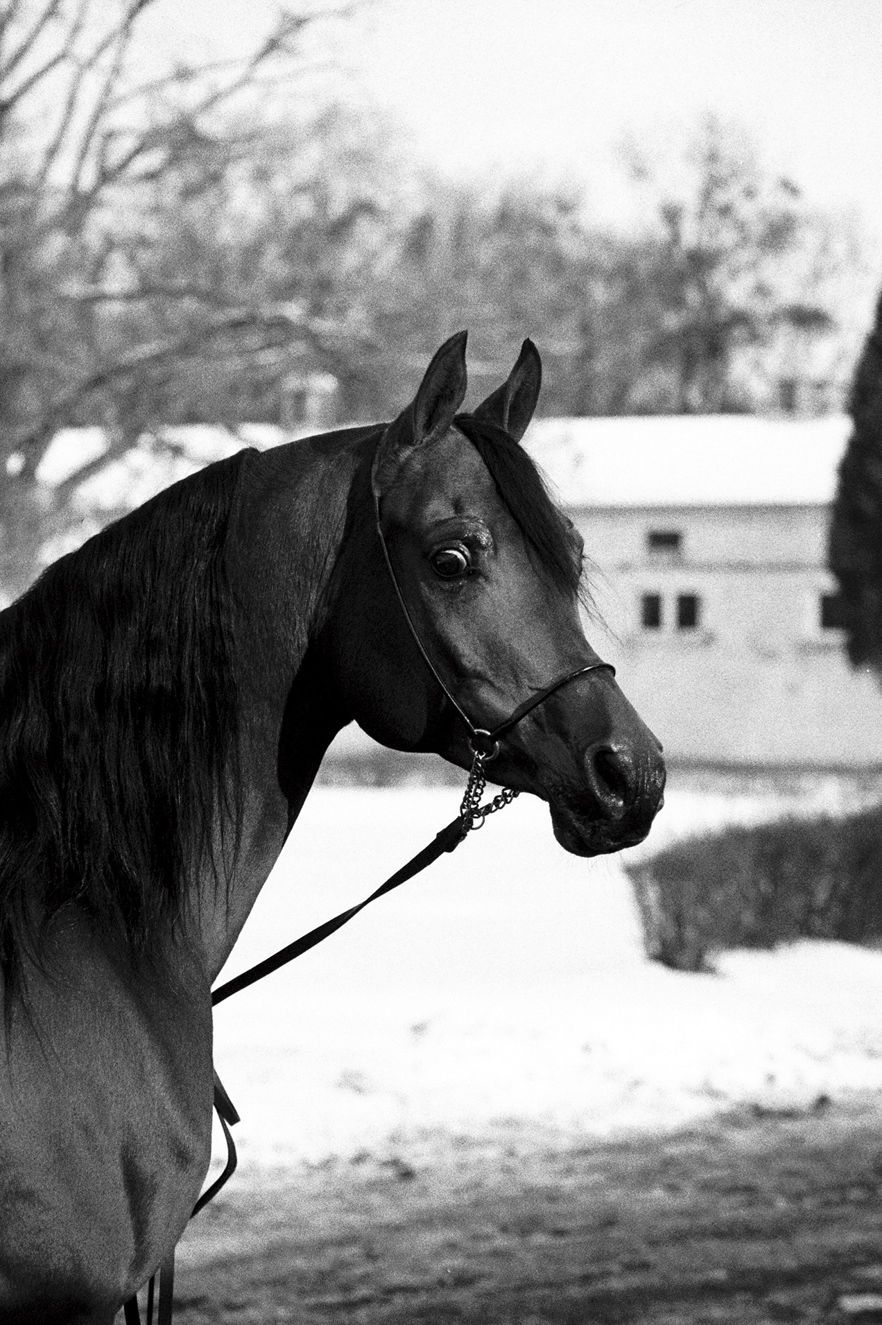 Ogier arabski Elshaan podczas pobytu w Stadzie Ogierów Białka