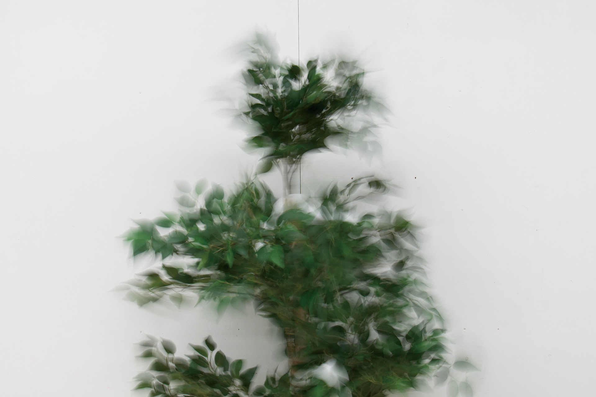 The tree sways as you approach.