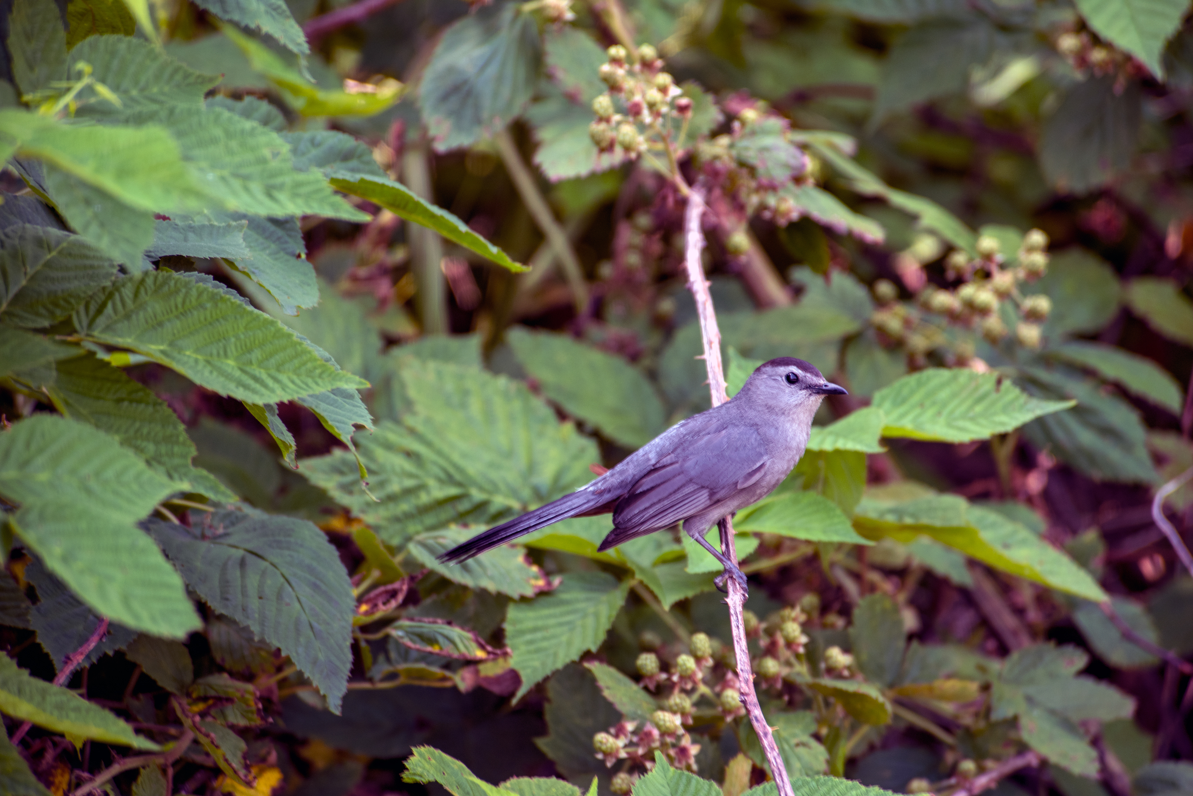Grey Catbird