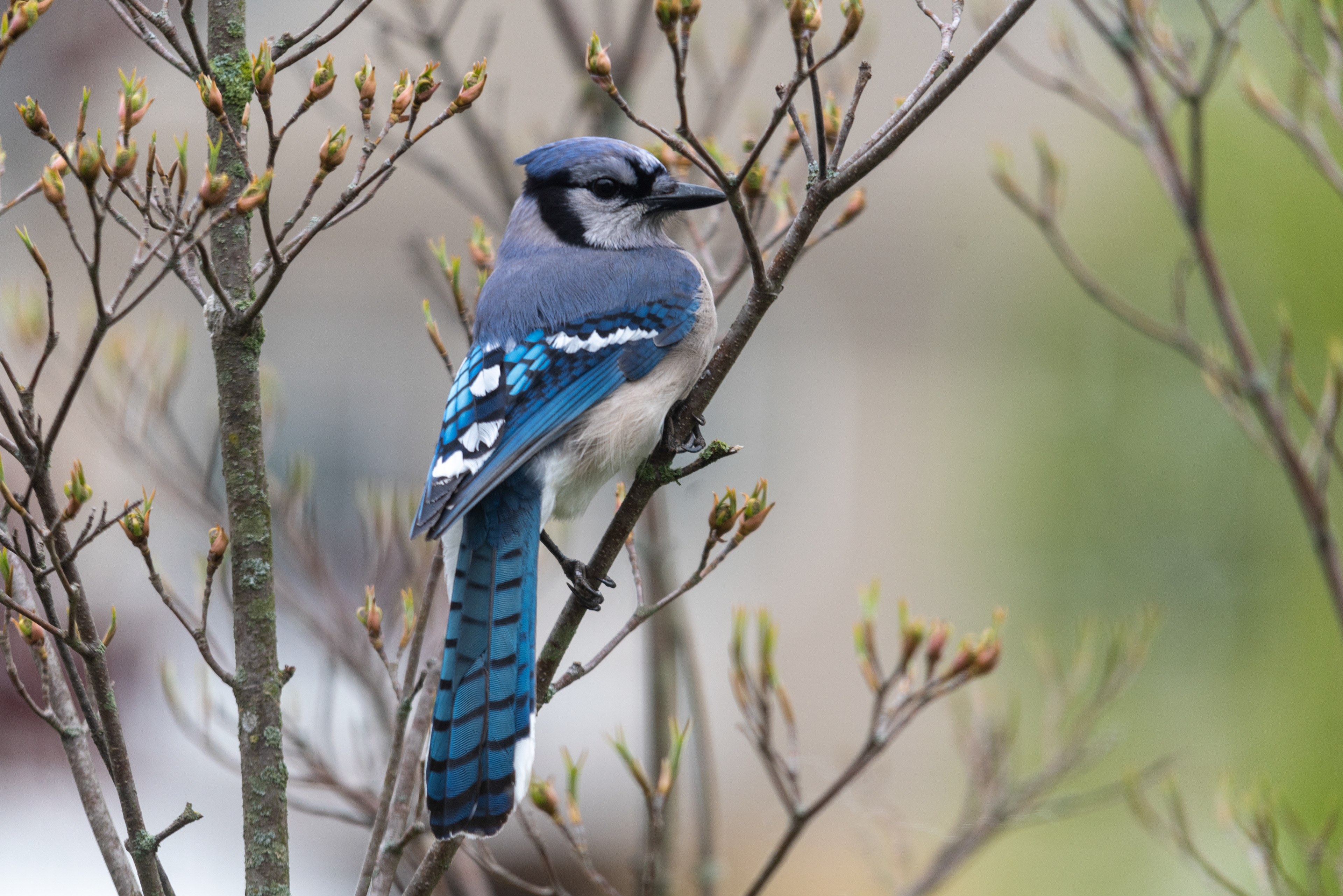 Bluejay