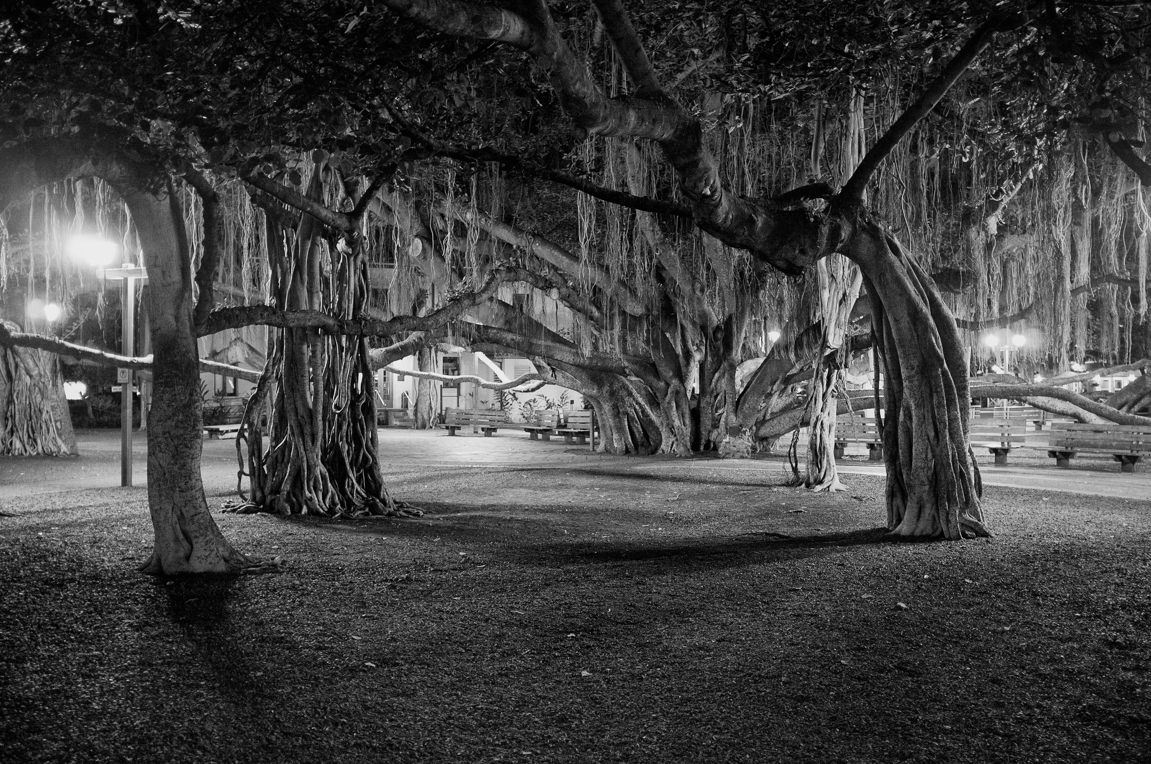 Banyan Court Park - Lahaina