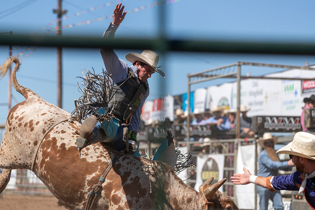 A rider holds on to a bucking bull during the rodeo at the Comal County Fair on Sept. 29, 2024. BLAINE YOUNG | Herald-Zeitung