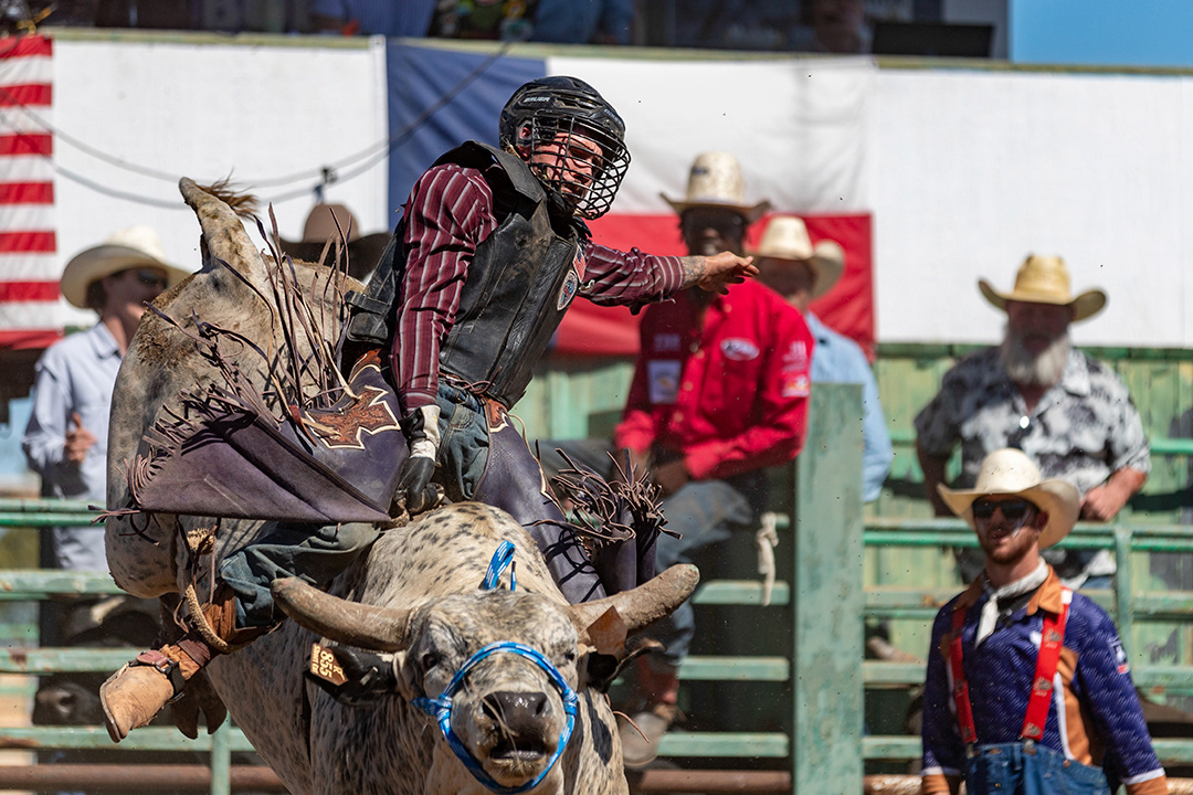 A rider holds on to a bucking bull during the rodeo at the Comal County Fair on Sept. 29, 2024. BLAINE YOUNG | Herald-Zeitung