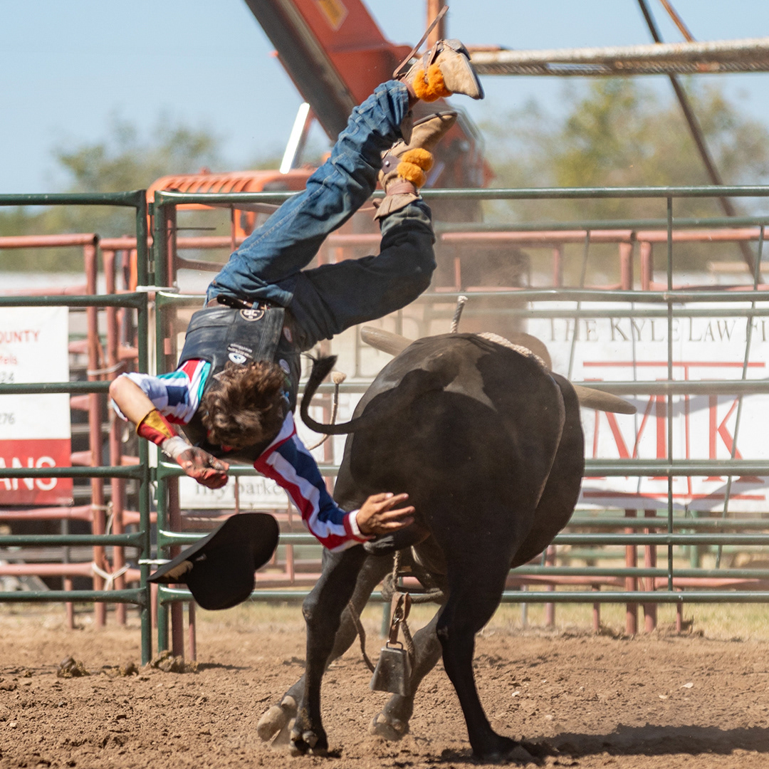 A rider is thrown off a bull during the rodeo at the Comal County Fair on Sept. 29, 2024. BLAINE YOUNG | Herald-Zeitung