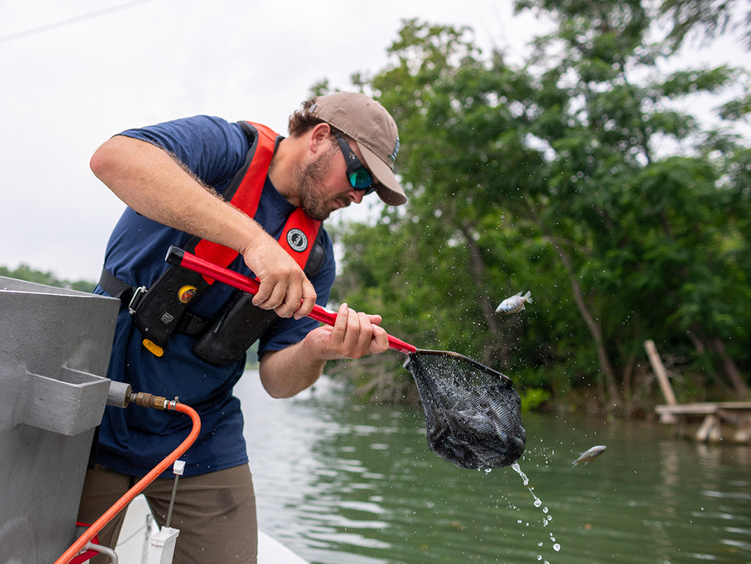 TPWD Inland Fisheries Division Biologist Spencer Dorsey scoops bluegill fish into the Guadalupe River on May 23, 2024. BLAINE YOUNG | Herald-Zeitung