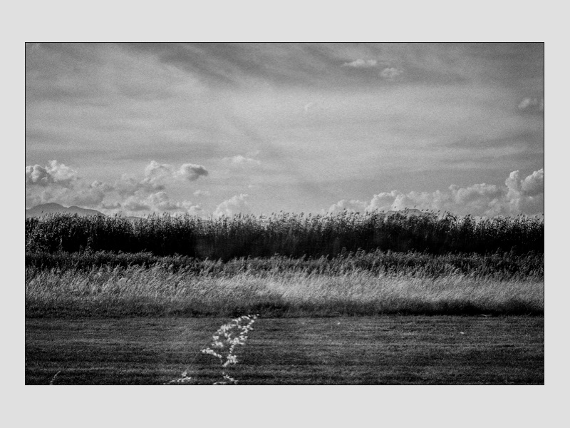 . des racines et des ailes .
