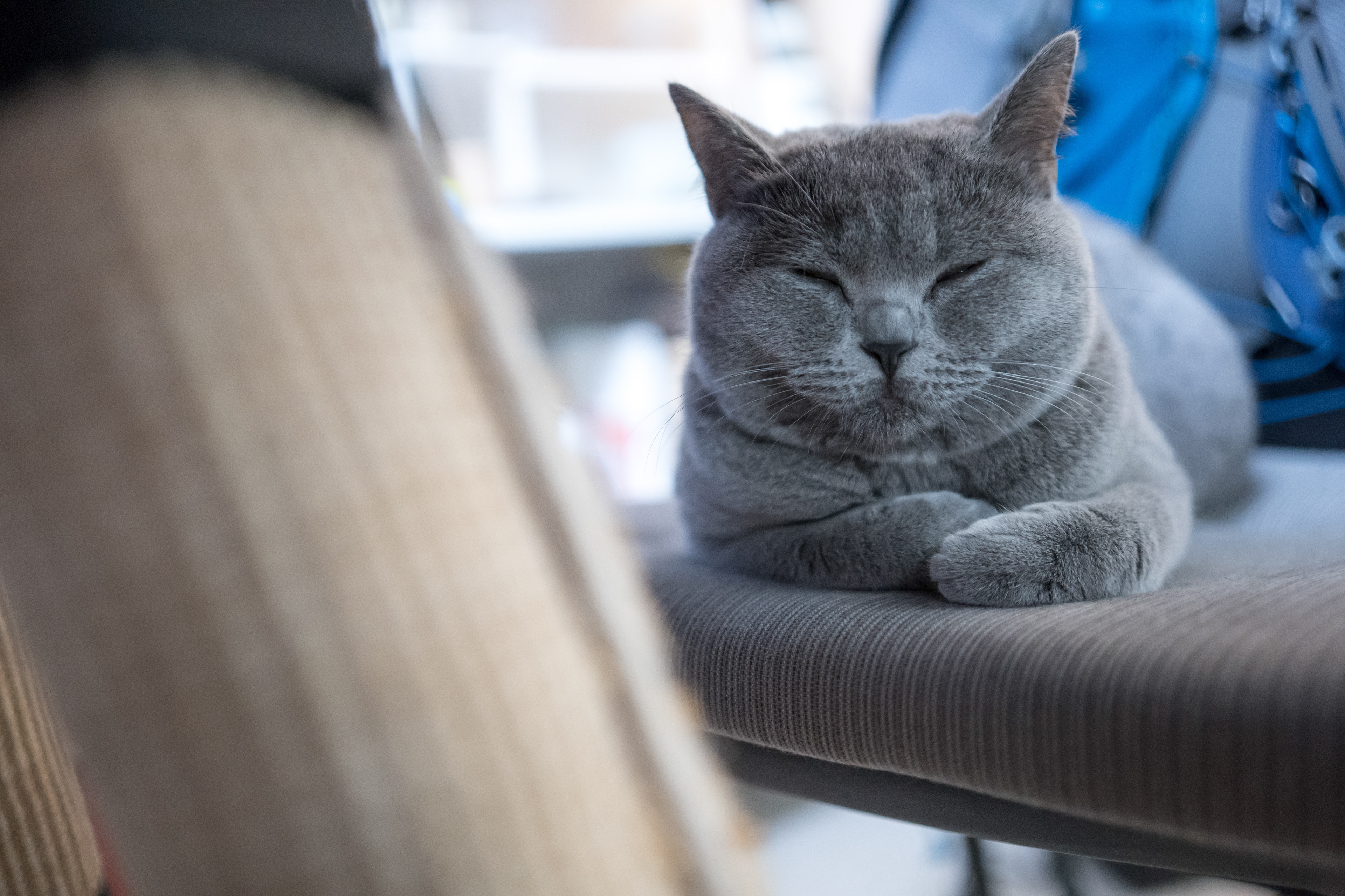 Met a new friend today. [Panasonic LUMIX DC-S5, Sigma 35mm F/2 DG DN | Contemporary 020]