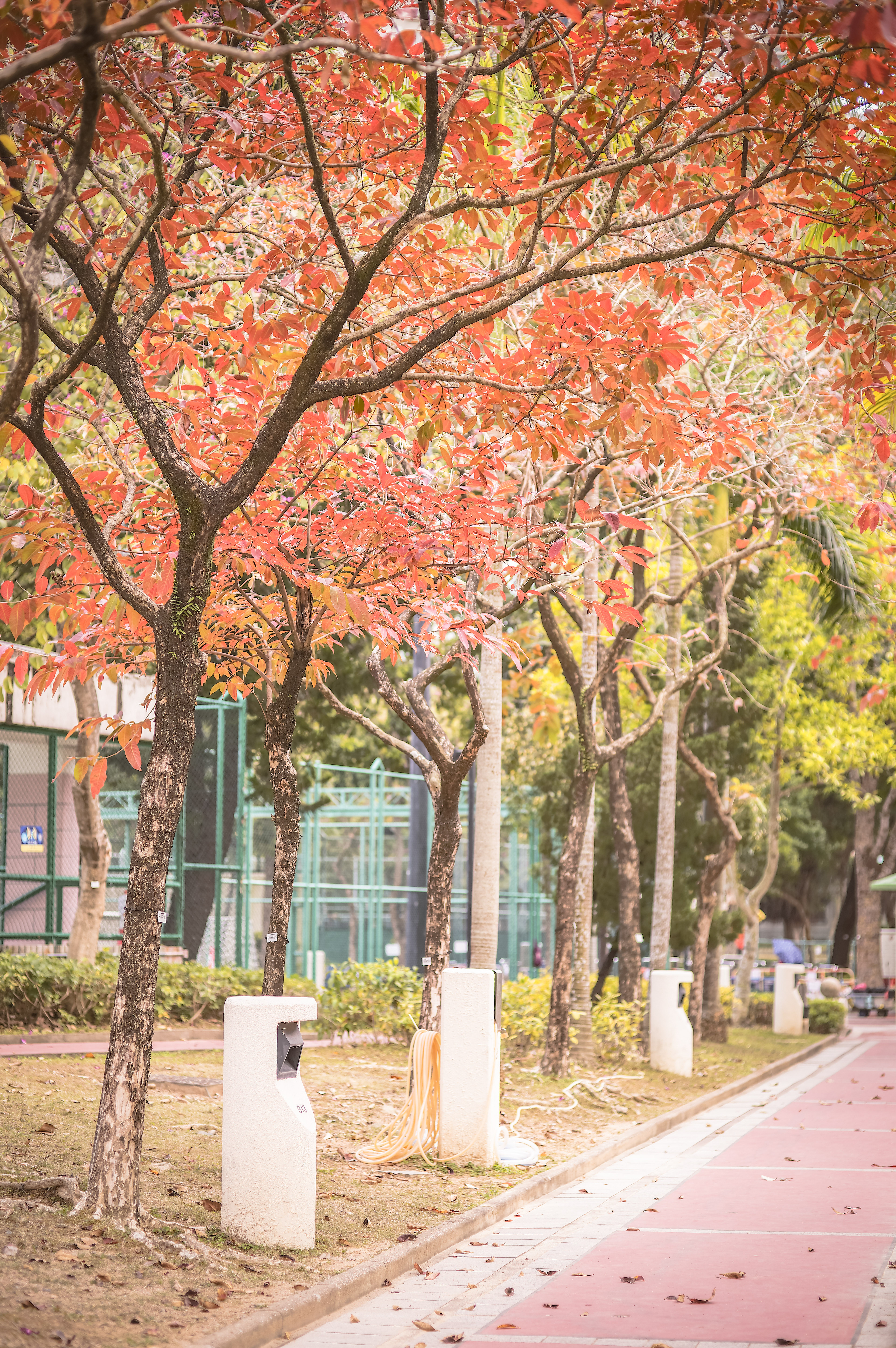 I decided to go for a walk in the park after lunch because I lack exercise these days. [LEICA M11, Voigtlander Nokton 75mm f/1.5 Aspherical]