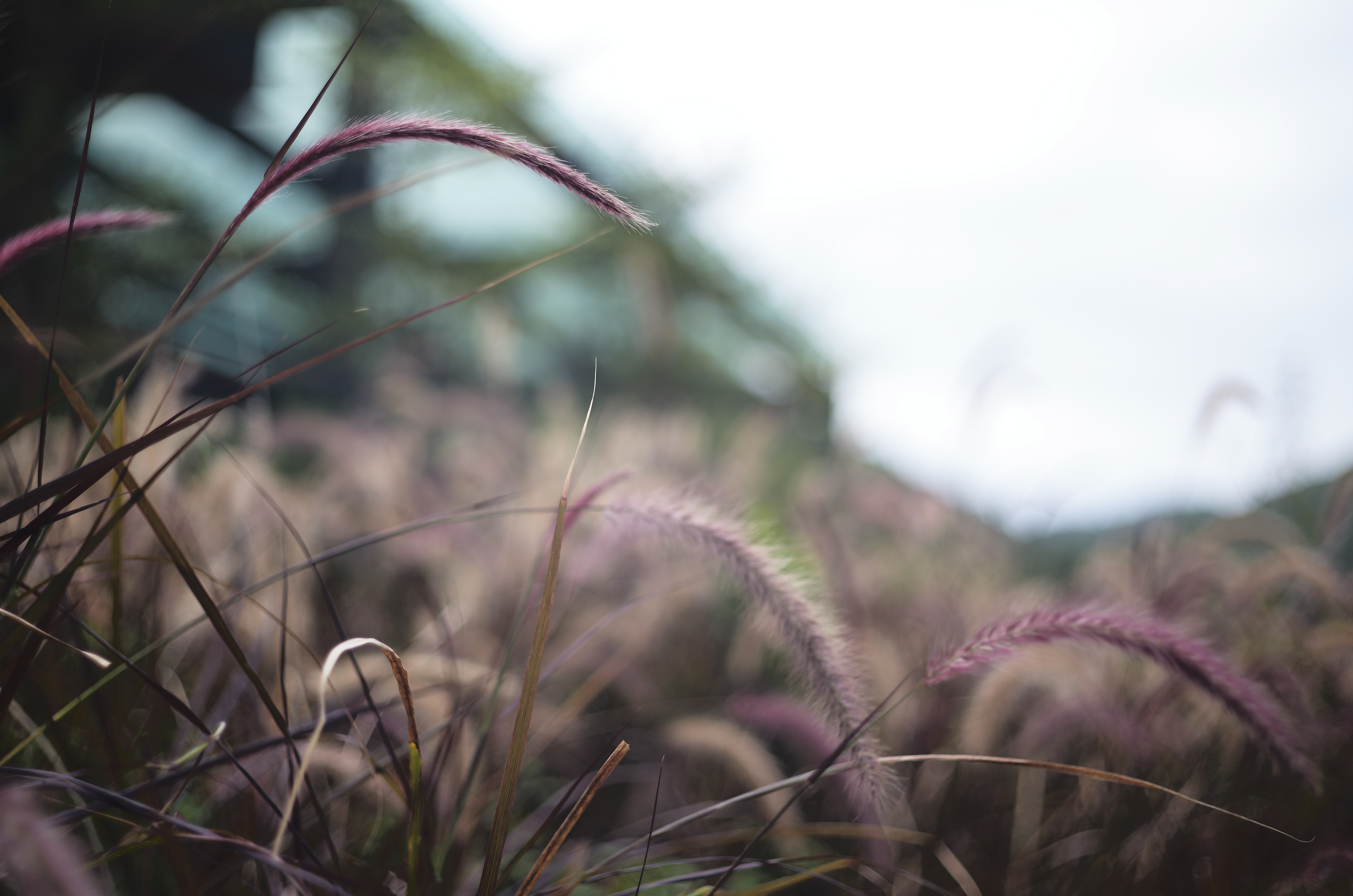 A short walk after lunch  [LEICA M11, LEICA SUMMICRON 50mm f/2 Rigid]