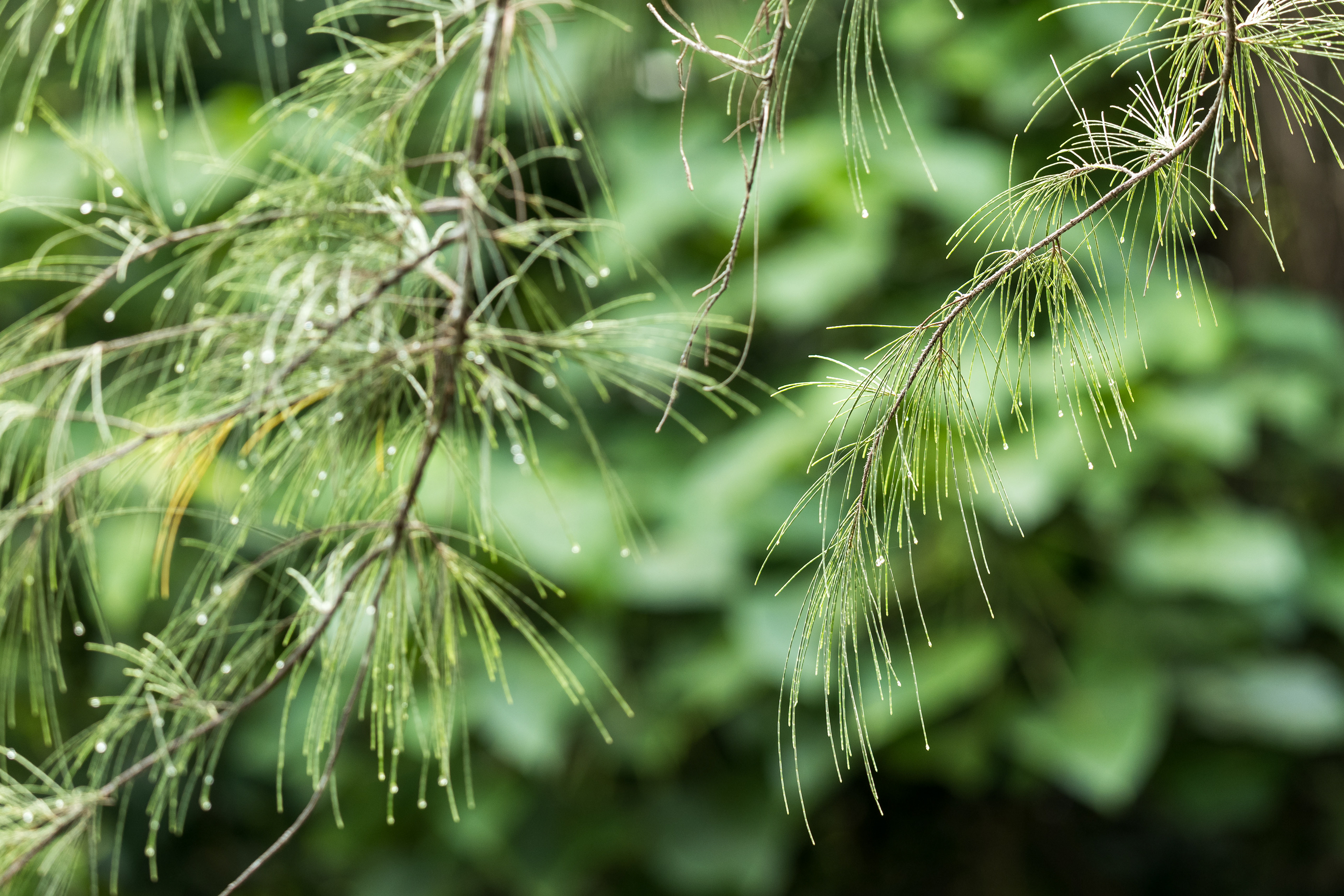 Testing my new lens, it's sharp but heavy. A monopod will be a great companion. [Panasonic LUMIX DC-S5, Sigma 150-600mm F5-6.3 DG DN OS | Sports 021]