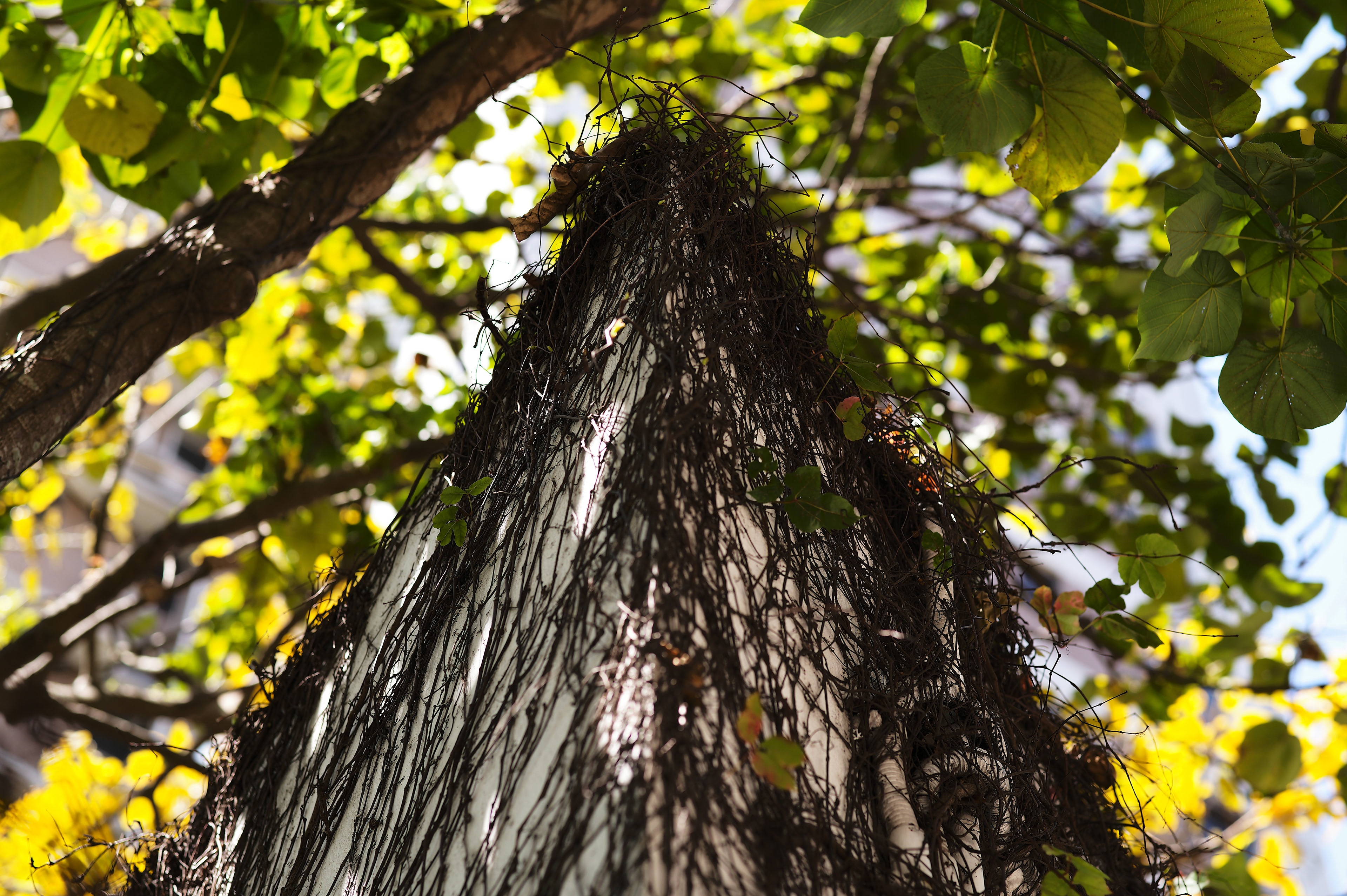 [LEICA M11, Voigtlander Nokton 75mm f/1.5 Aspherical]