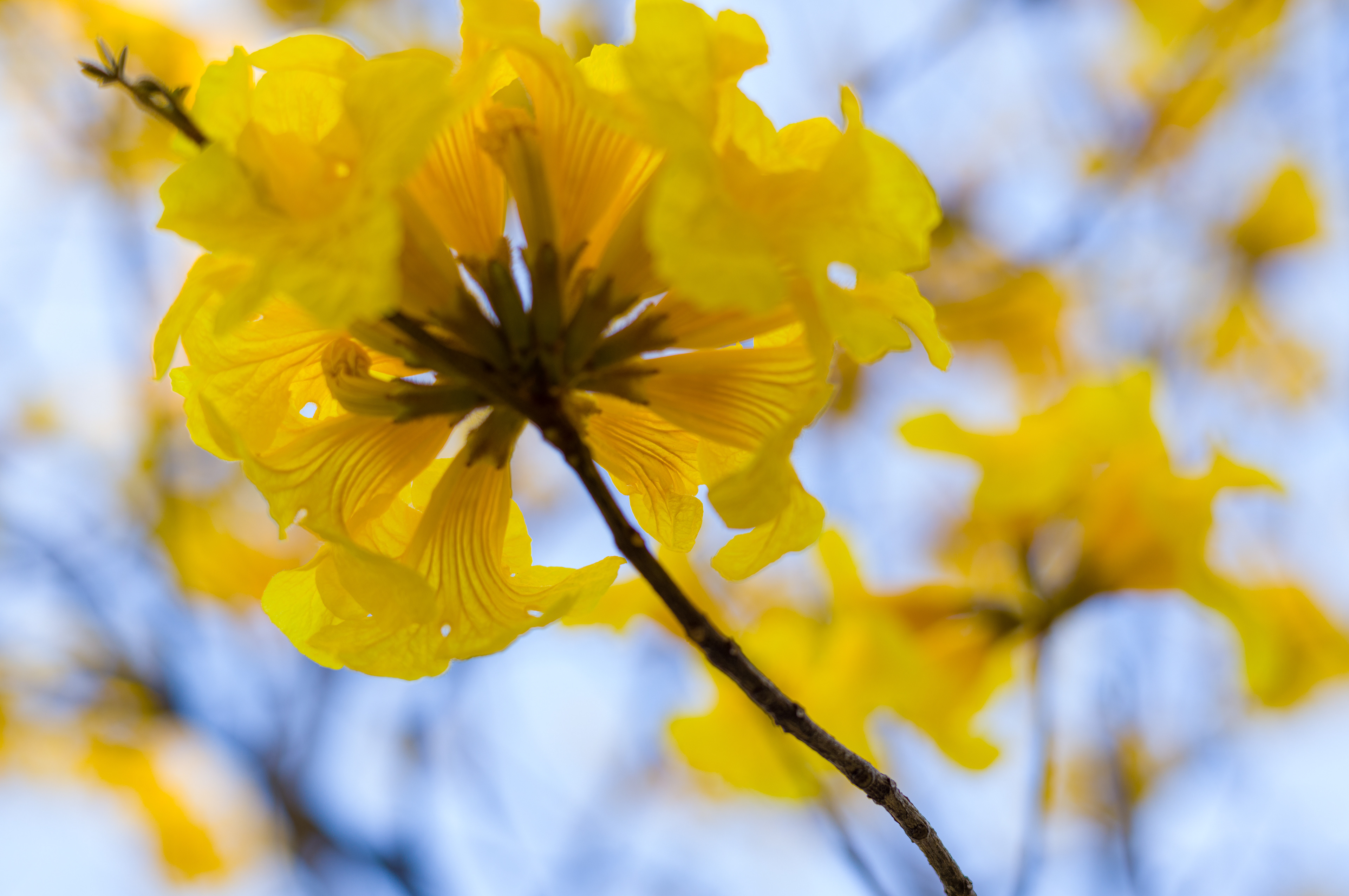 Tabebuia chrysotricha / Yellow Pui / Golden Trumpet Tree at Victoria Park [LEICA M11, Voigtlander Nokton 75mm f/1.5 Aspherical]