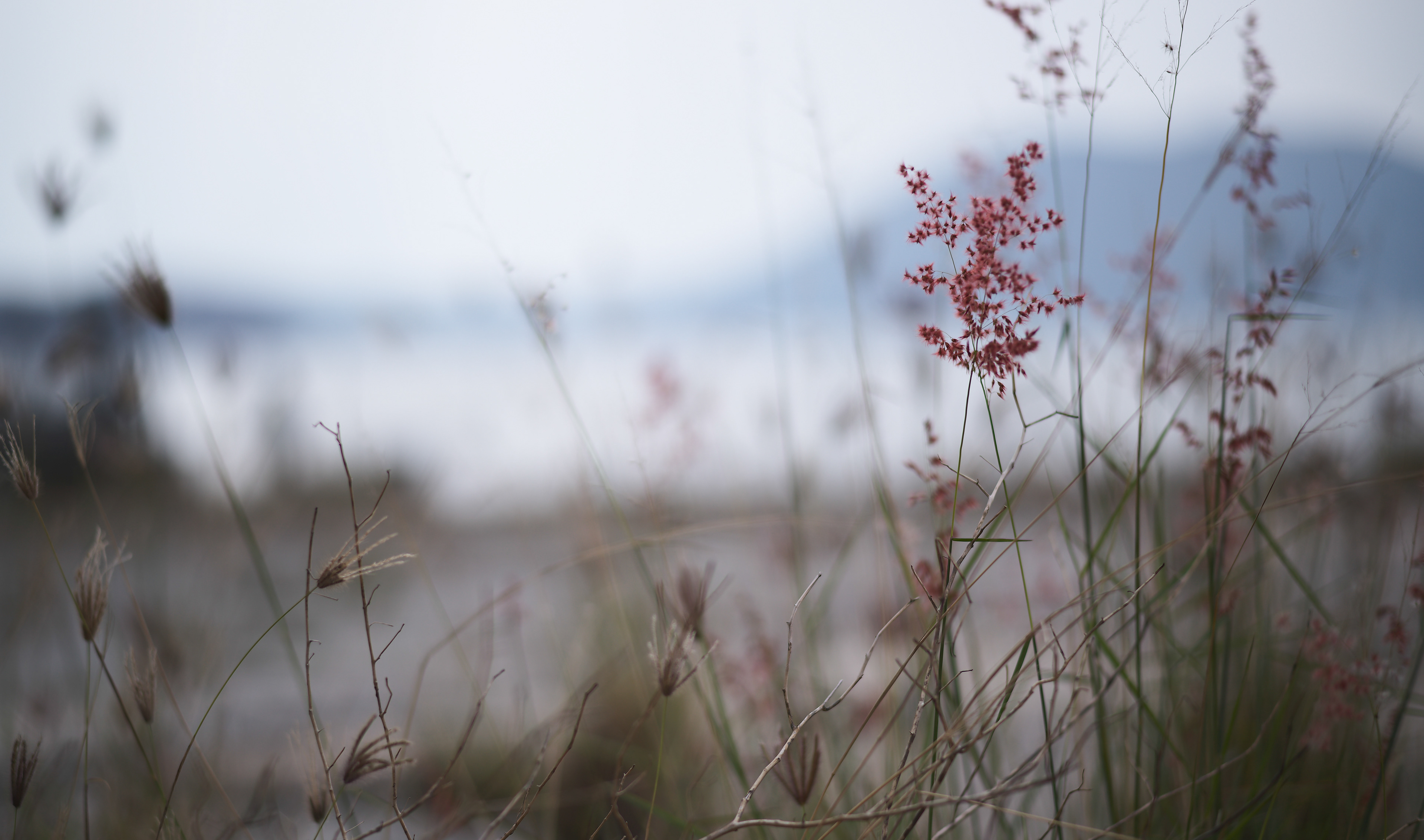 [LEICA M11, Voigtlander Nokton 75mm f/1.5 Aspherical]