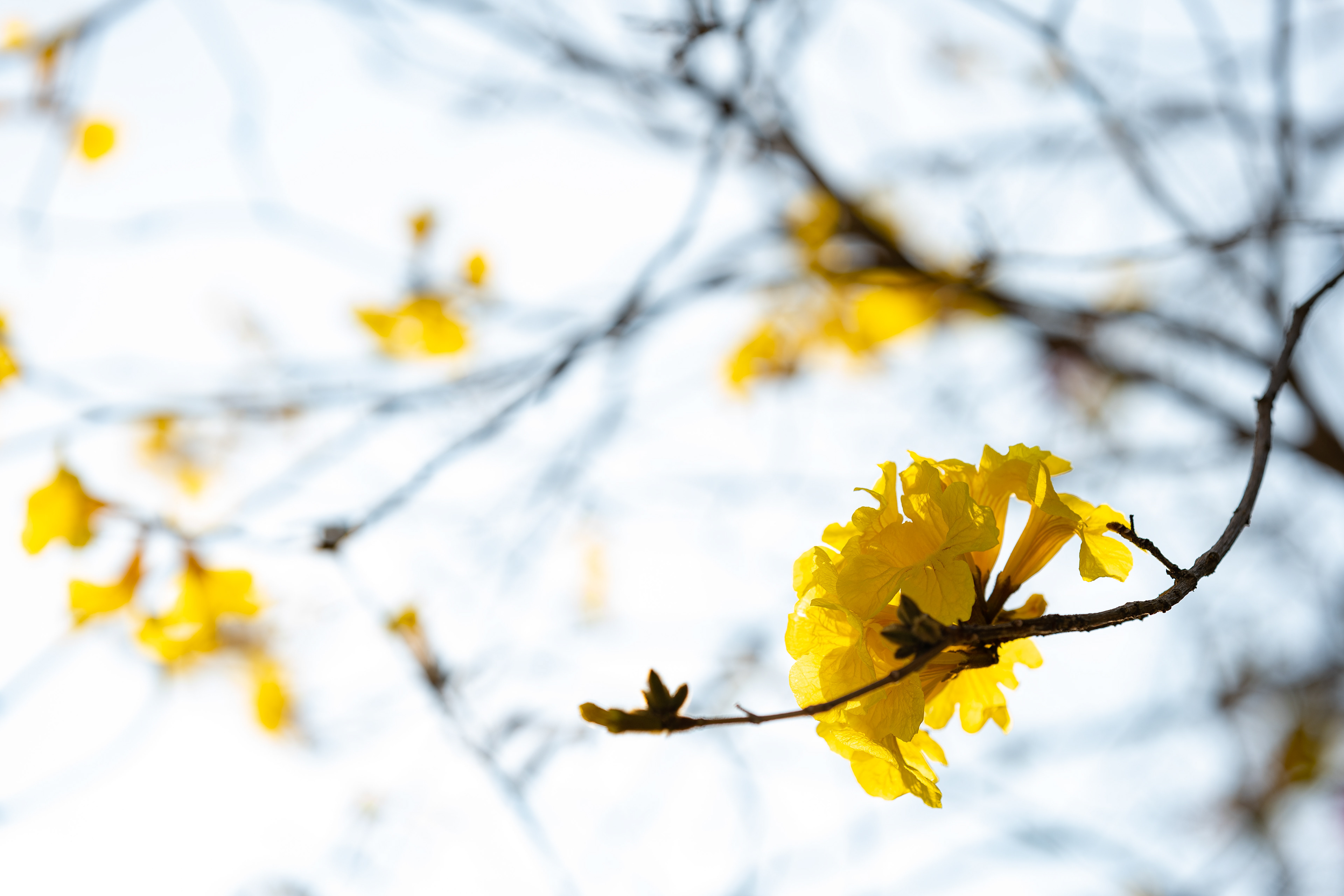 Spring [Panasonic LUMIX DC-S5, Sigma 85mm F1.4 DG DN | Art 020]