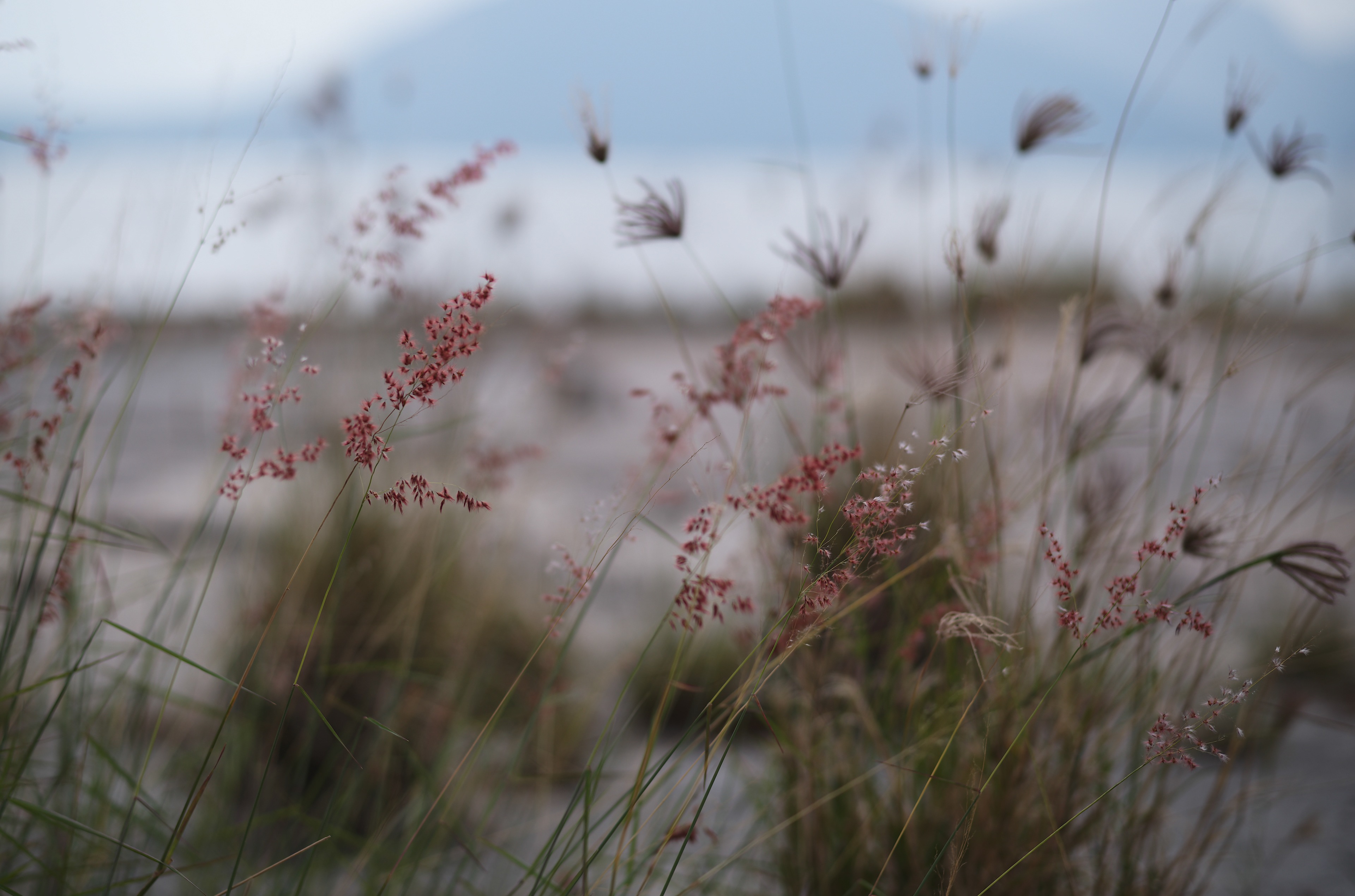 [LEICA M11, Voigtlander Nokton 75mm f/1.5 Aspherical]