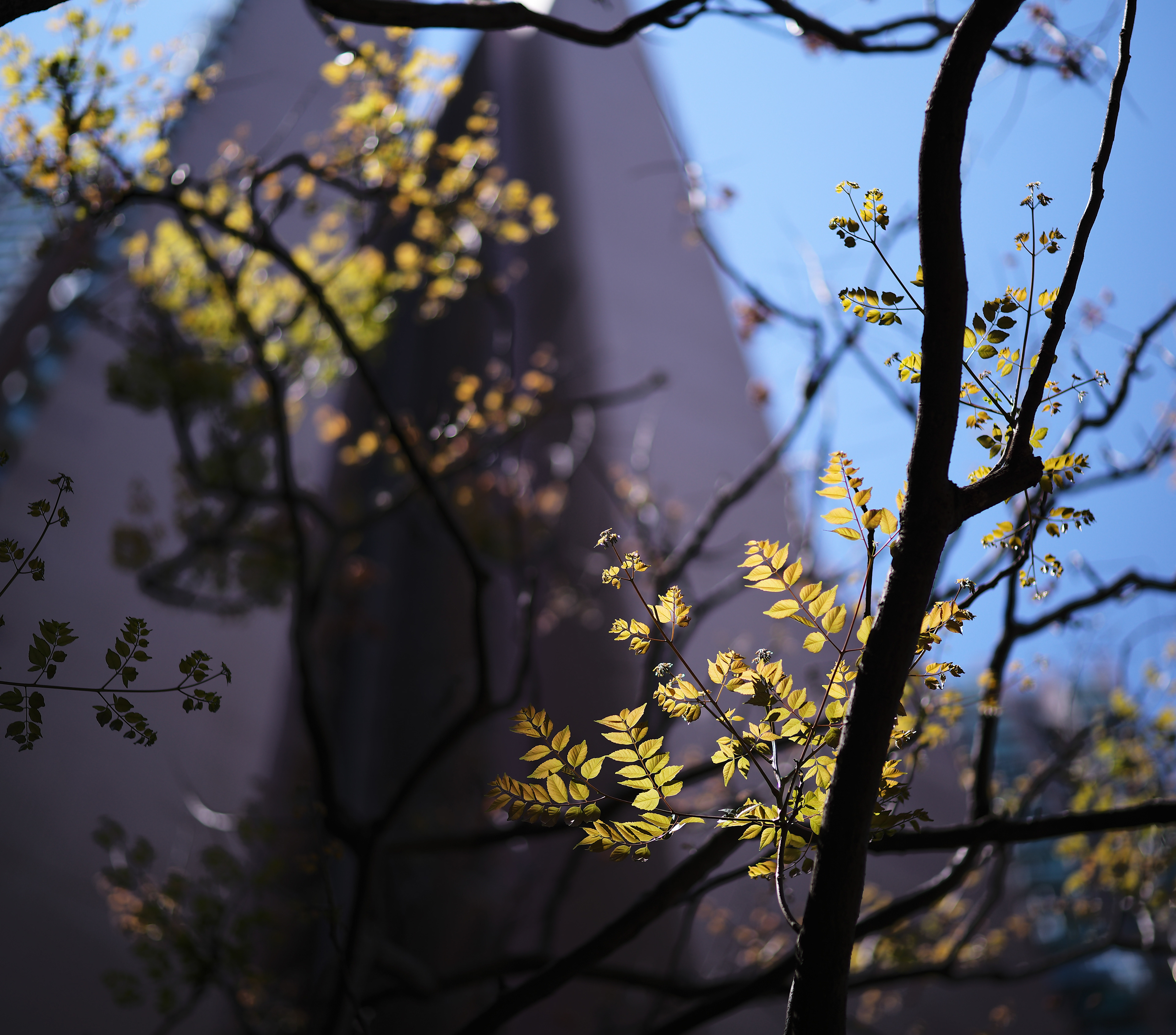 [LEICA M11, Voigtlander Nokton 75mm f/1.5 Aspherical]