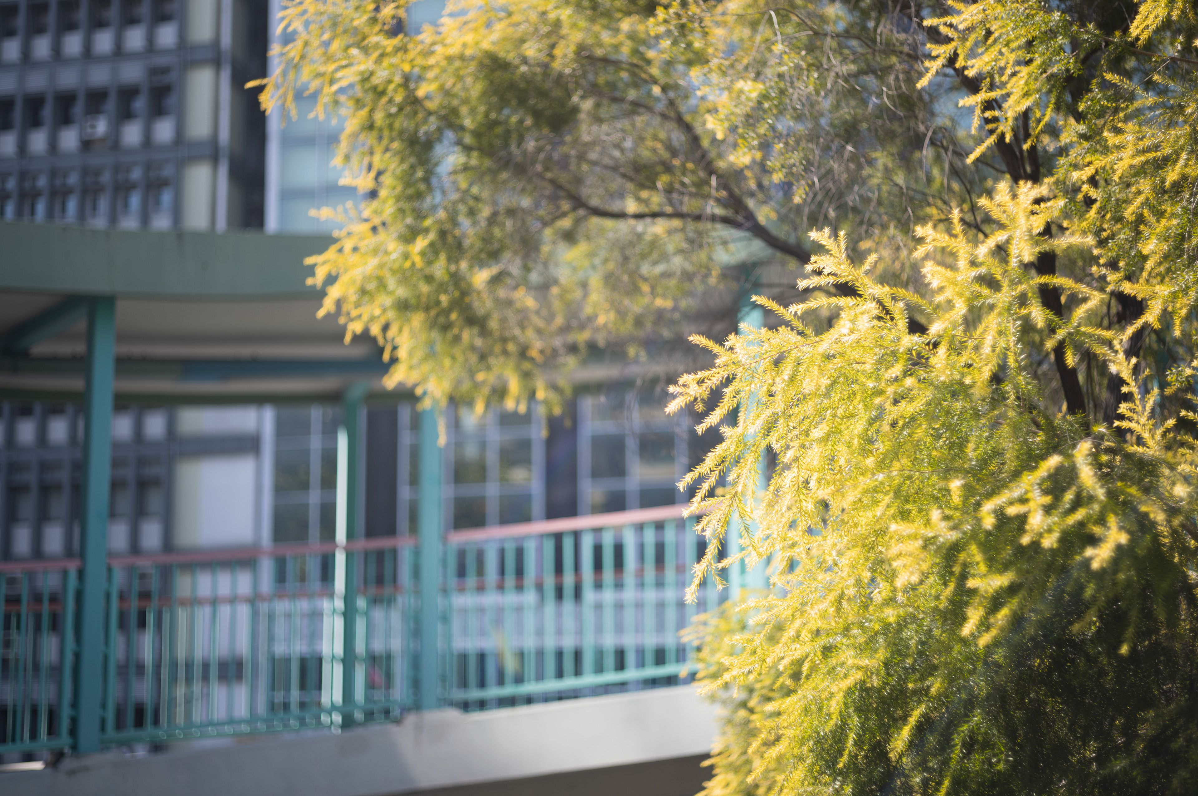 [LEICA M11, LEICA SUMMICRON 50mm f/2 Rigid]