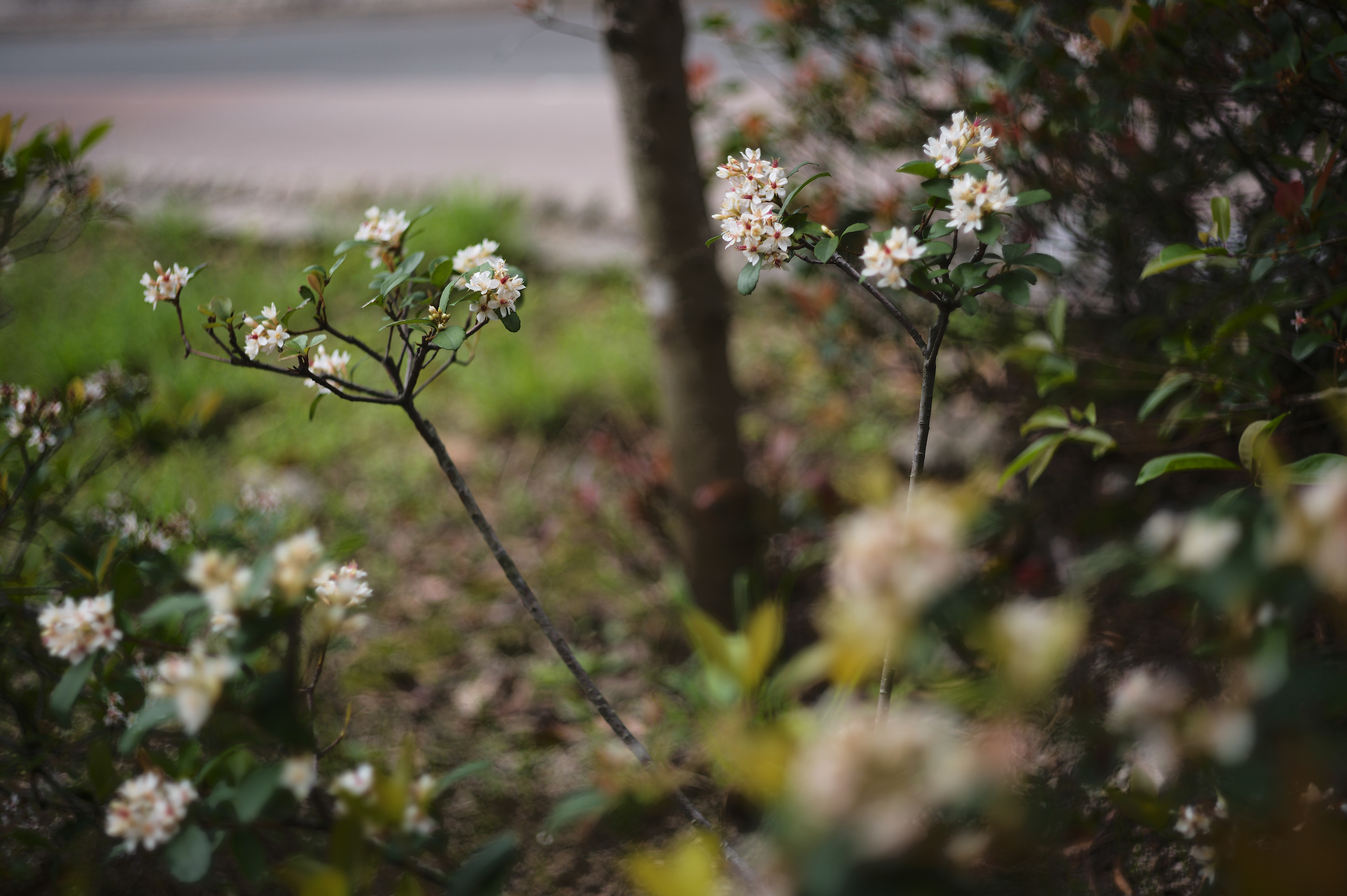 A short walk after lunch  [LEICA M11, LEICA SUMMICRON 50mm f/2 Rigid]