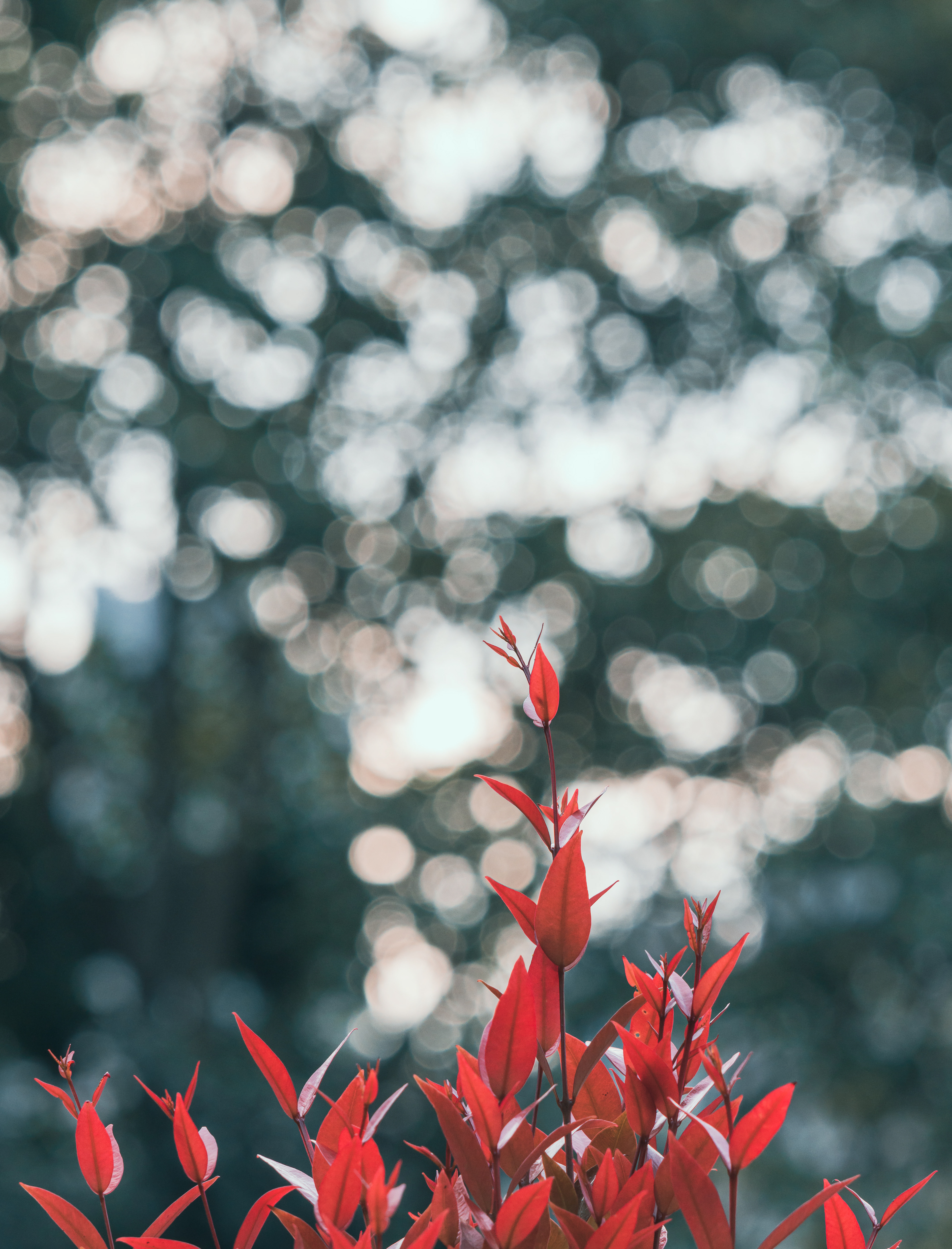 Christmas holiday passed in the blink of an eye... [Panasonic LUMIX DC-S5, Sigma 150-600mm F5-6.3 DG DN OS | Sports 021]