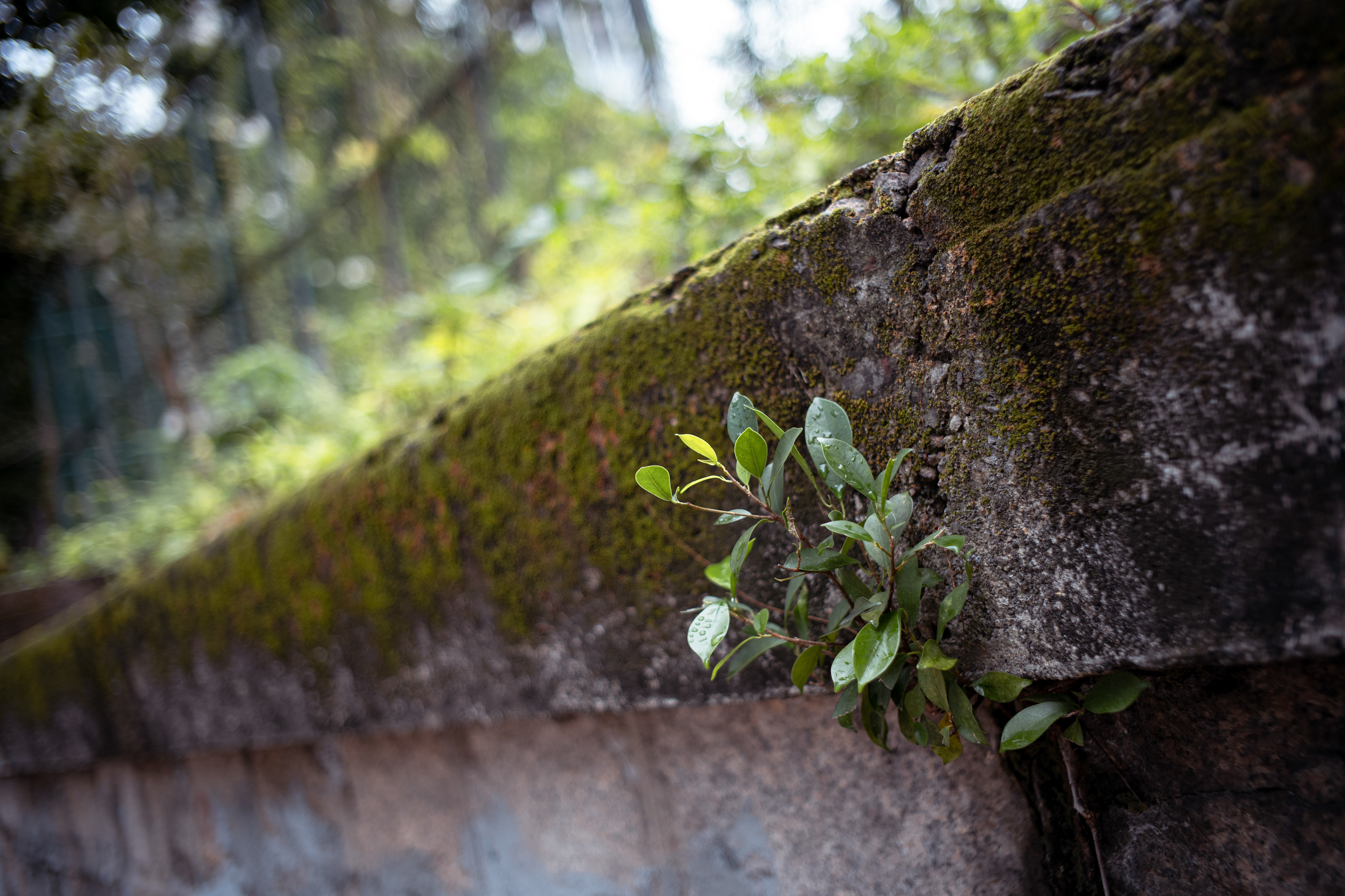 Hongkonger [Panasonic LUMIX DC-S5, LEICA Summicron-M 35mm f/2 ASPH]