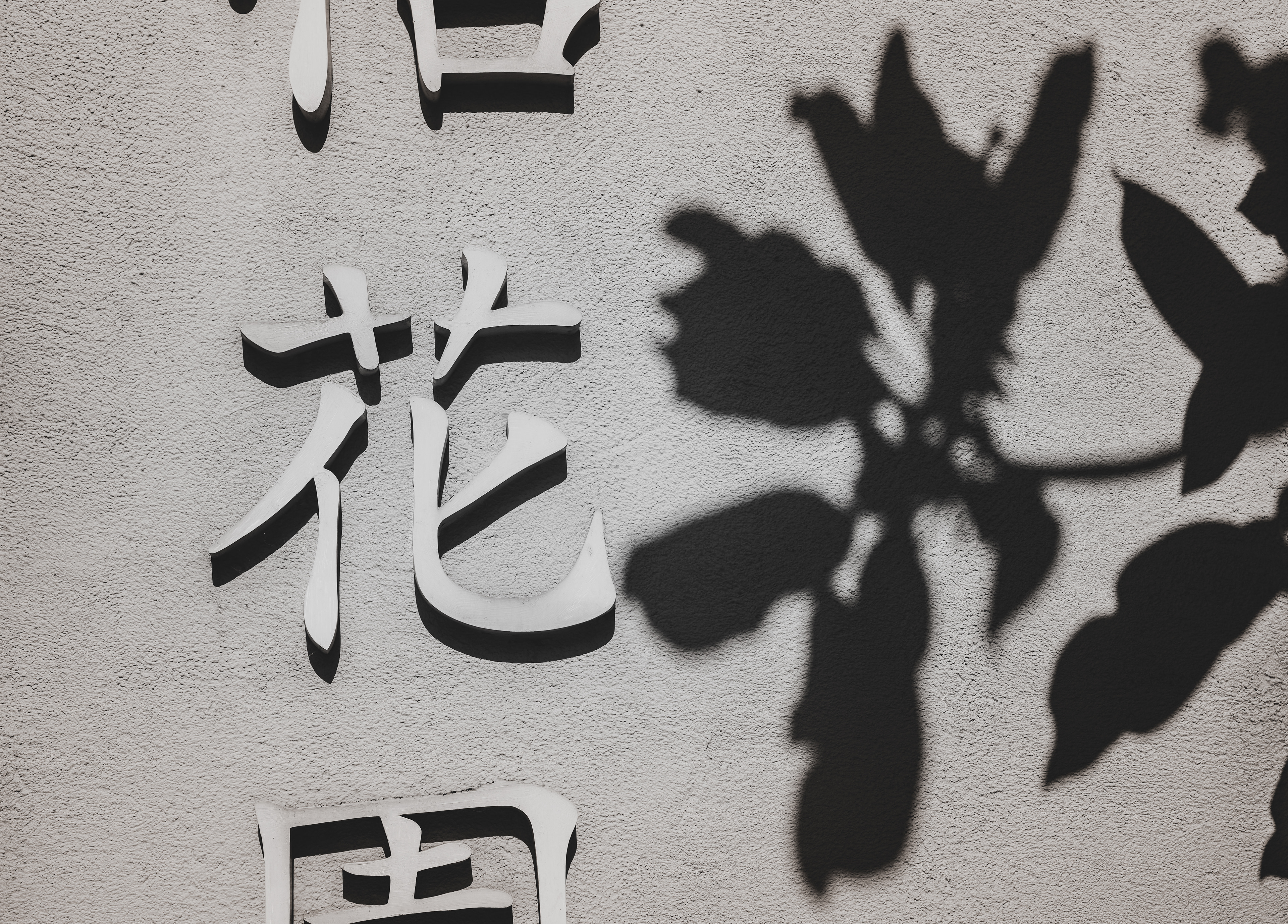 Flower [LEICA M11, LEICA SUMMICRON 50mm f/2 Rigid]