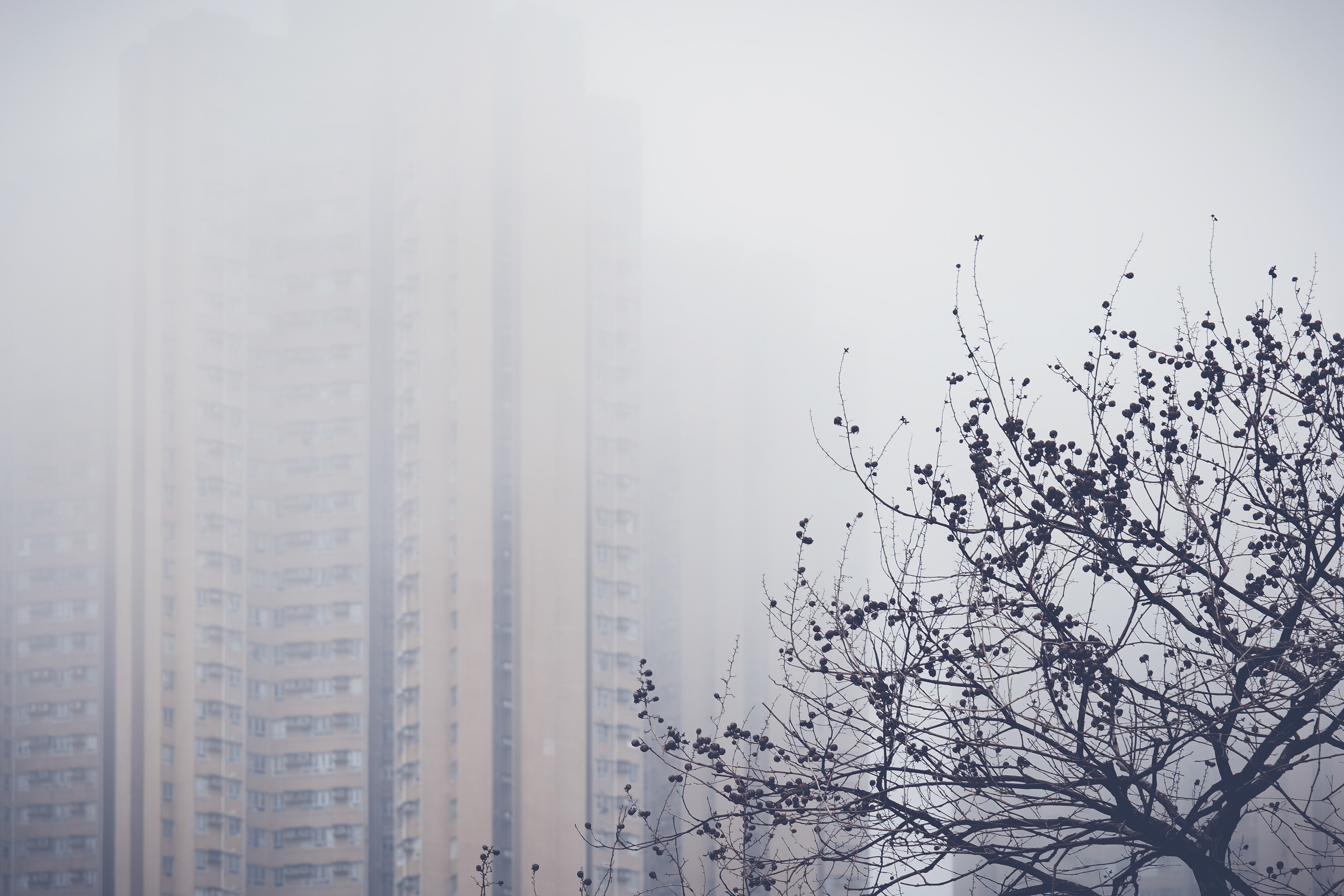 Smoky Day [Panasonic LUMIX DC-S5, Sigma 150-600mm F5-6.3 DG DN OS | Sports 021]