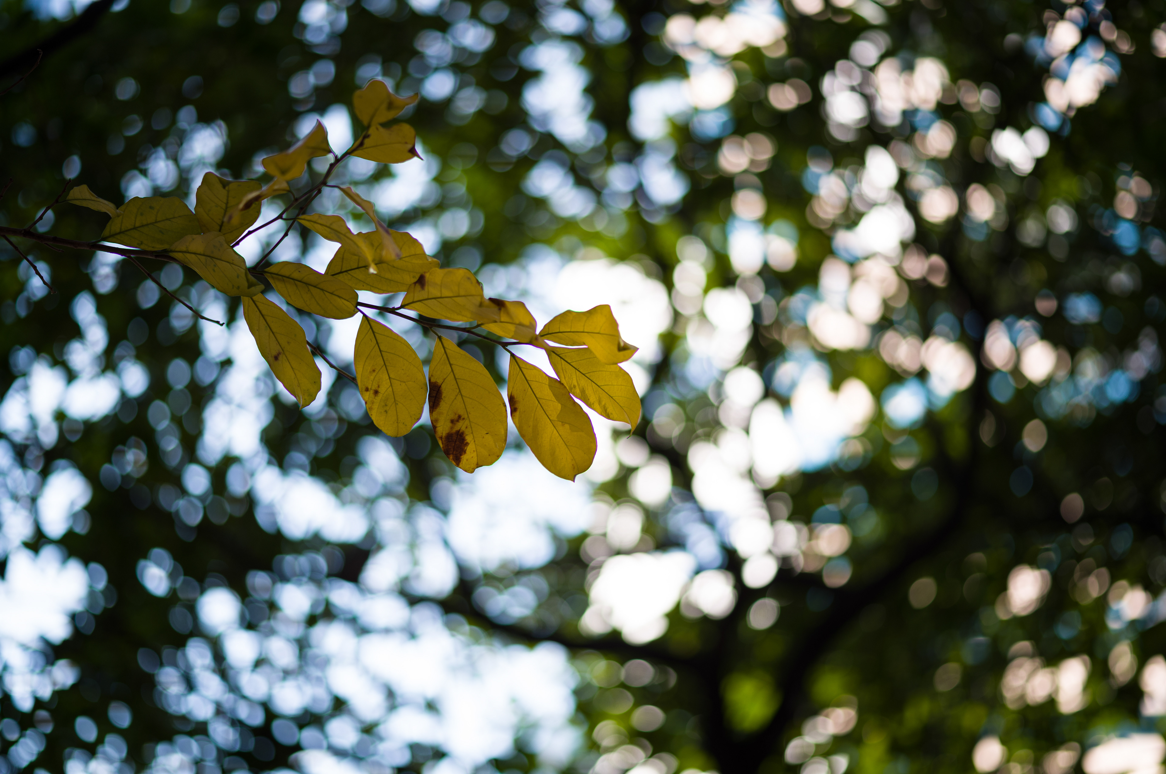 [LEICA M11, Voigtlander Nokton 75mm f/1.5 Aspherical]
