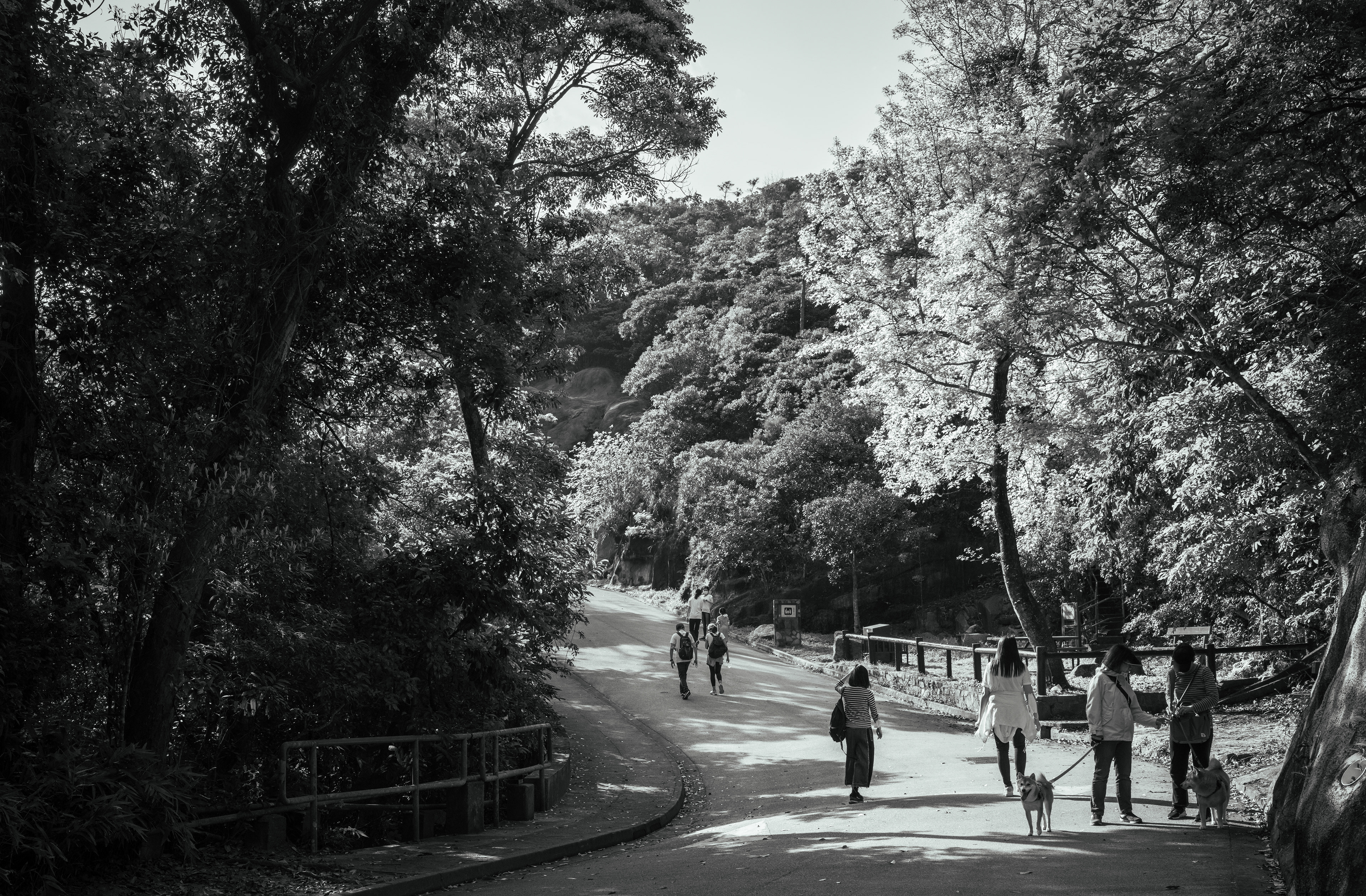 A walk to the Tai Tam Reservoir [LEICA M11, Voigtlander NOKTON Vintage Line 35mm f/1.5 Aspherical]