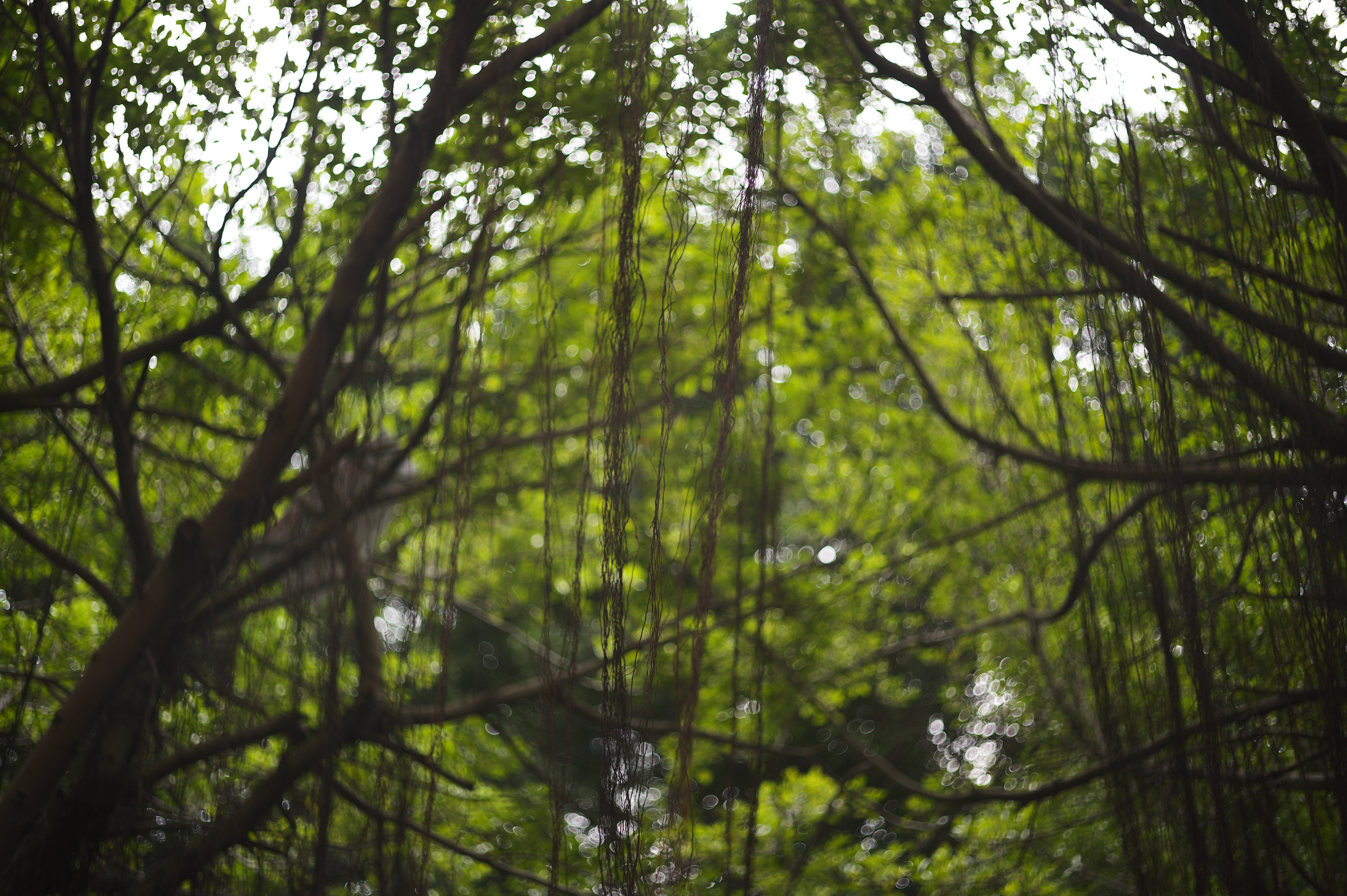 [LEICA M11, LEICA SUMMICRON 50mm f/2 Rigid]