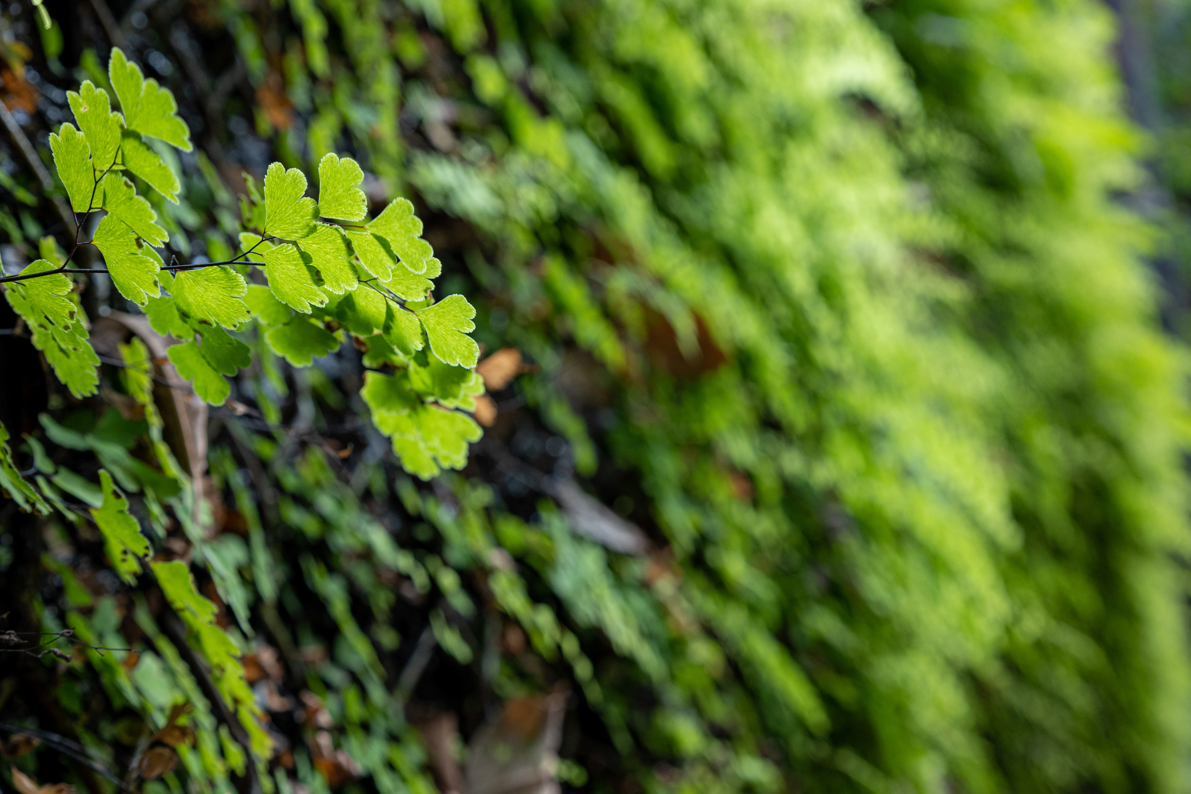 Hillside grass [Panasonic LUMIX DC-S5, Sigma 35mm F/2 DG DN | Contemporary 020]