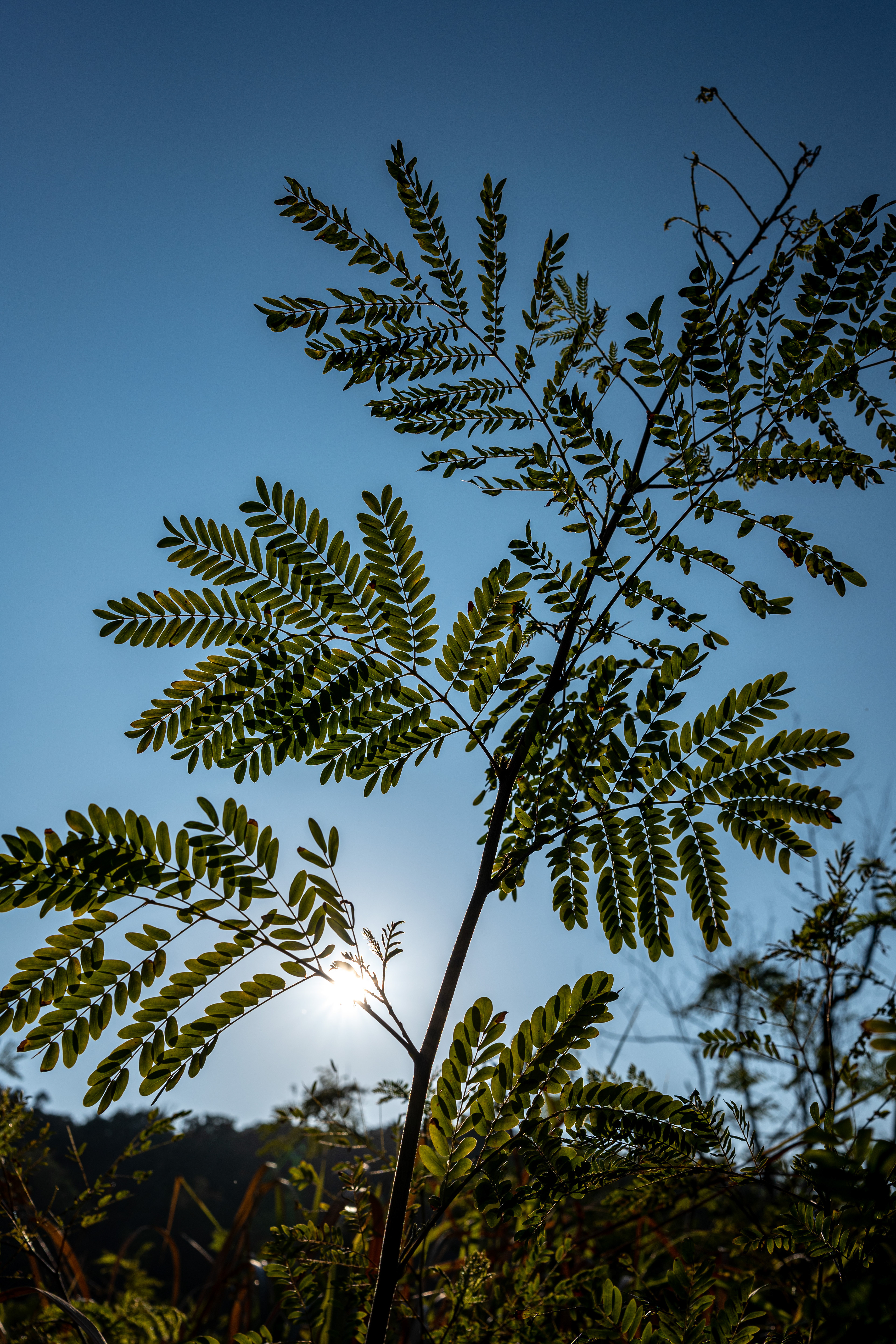 Life [Panasonic LUMIX DC-S5, Sigma 35mm F/2 DG DN | Contemporary 020]