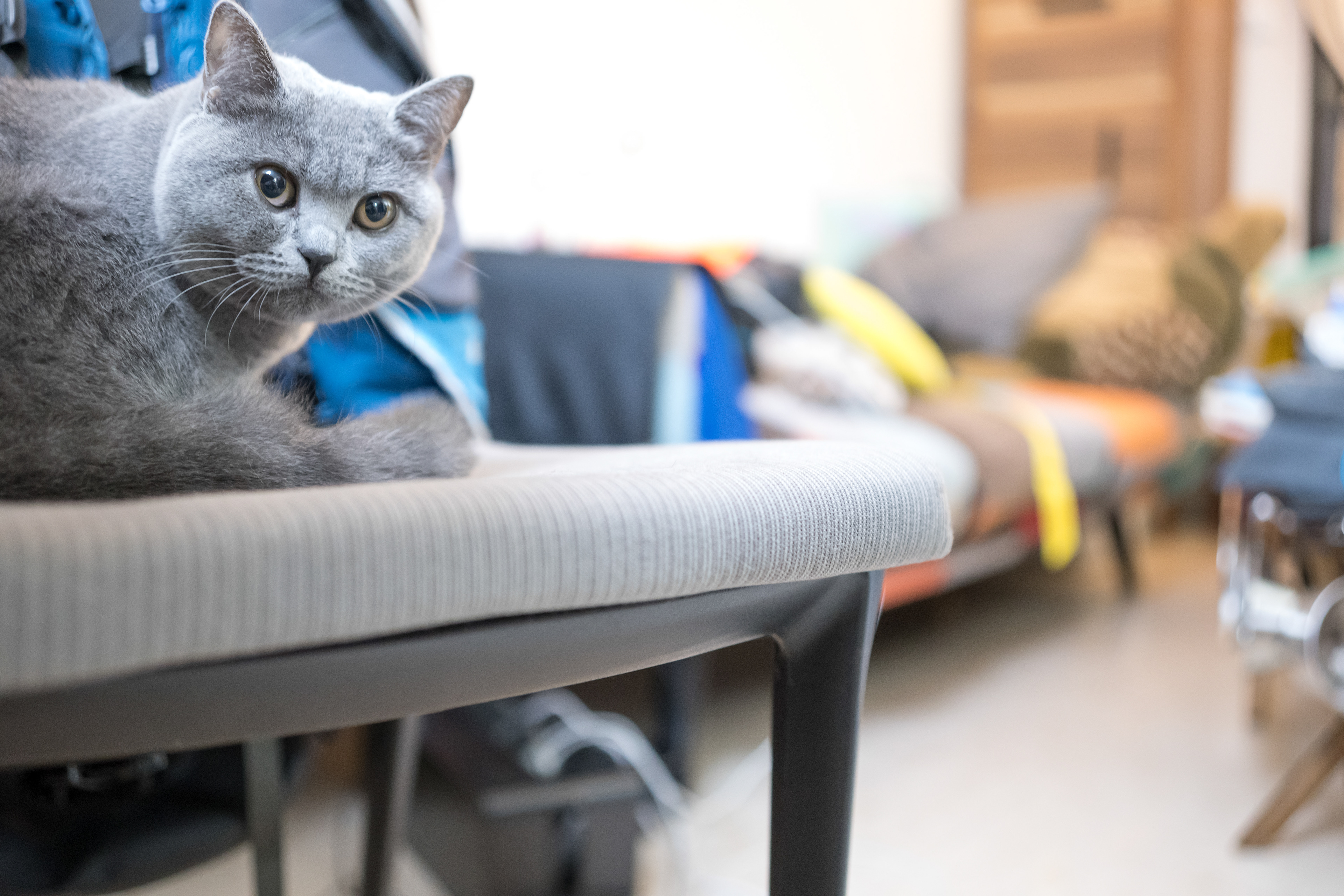 Met a new friend today. [Panasonic LUMIX DC-S5, Sigma 35mm F/2 DG DN | Contemporary 020]