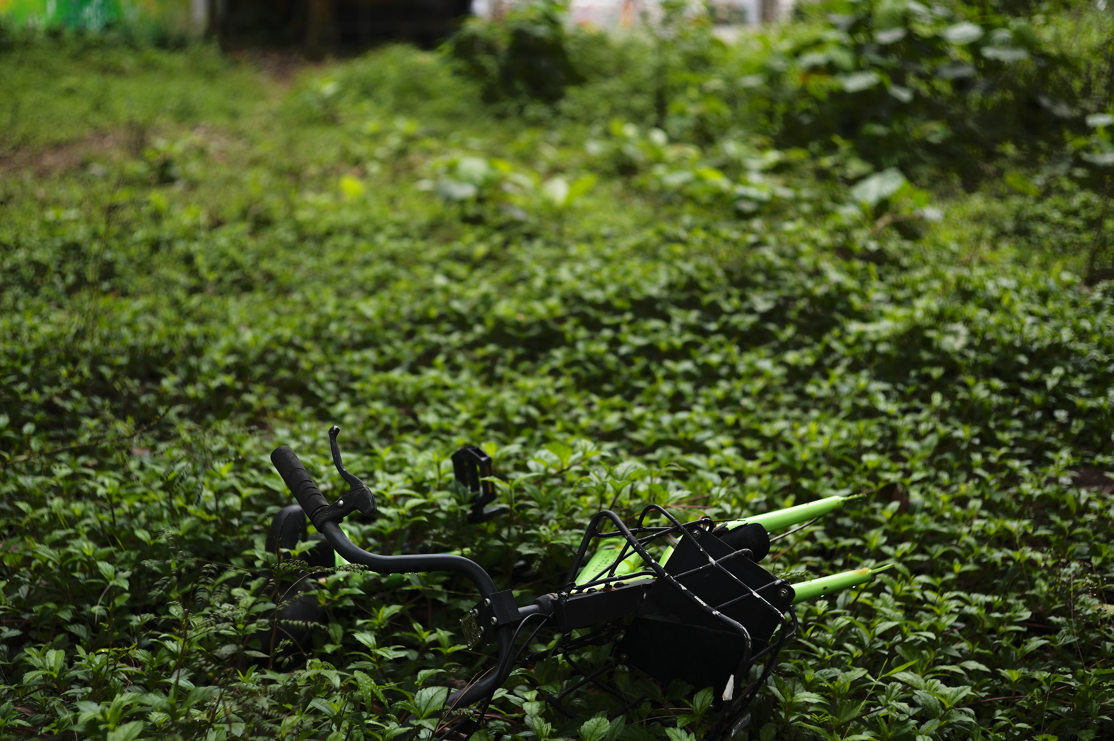 Integrate with the natural environment [LEICA M11, LEICA SUMMICRON 50mm f/2 Rigid]