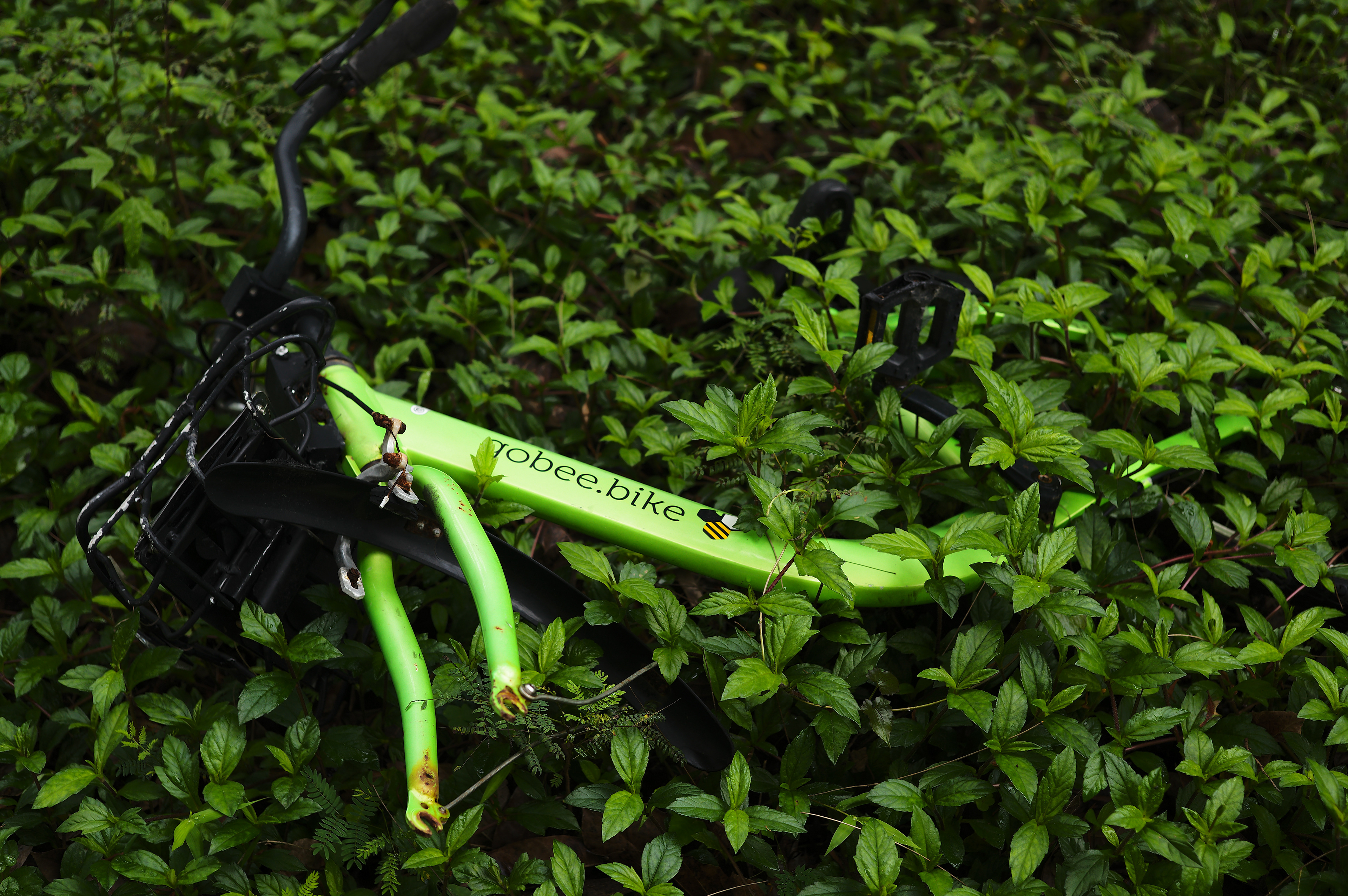 Integrate with the natural environment [LEICA M11, LEICA SUMMICRON 50mm f/2 Rigid]