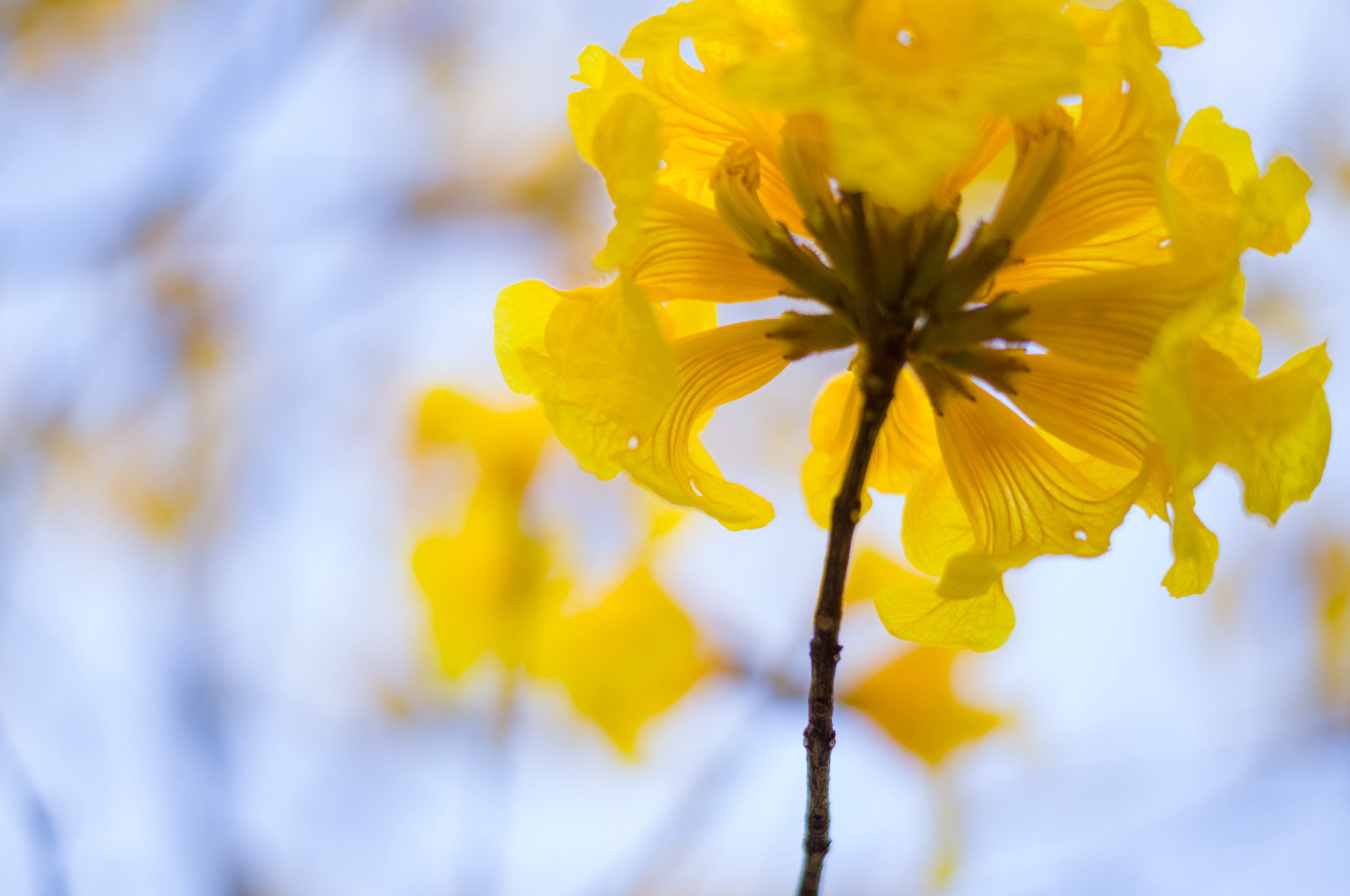 Tabebuia chrysotricha / Yellow Pui / Golden Trumpet Tree at Victoria Park [LEICA M11, Voigtlander Nokton 75mm f/1.5 Aspherical]