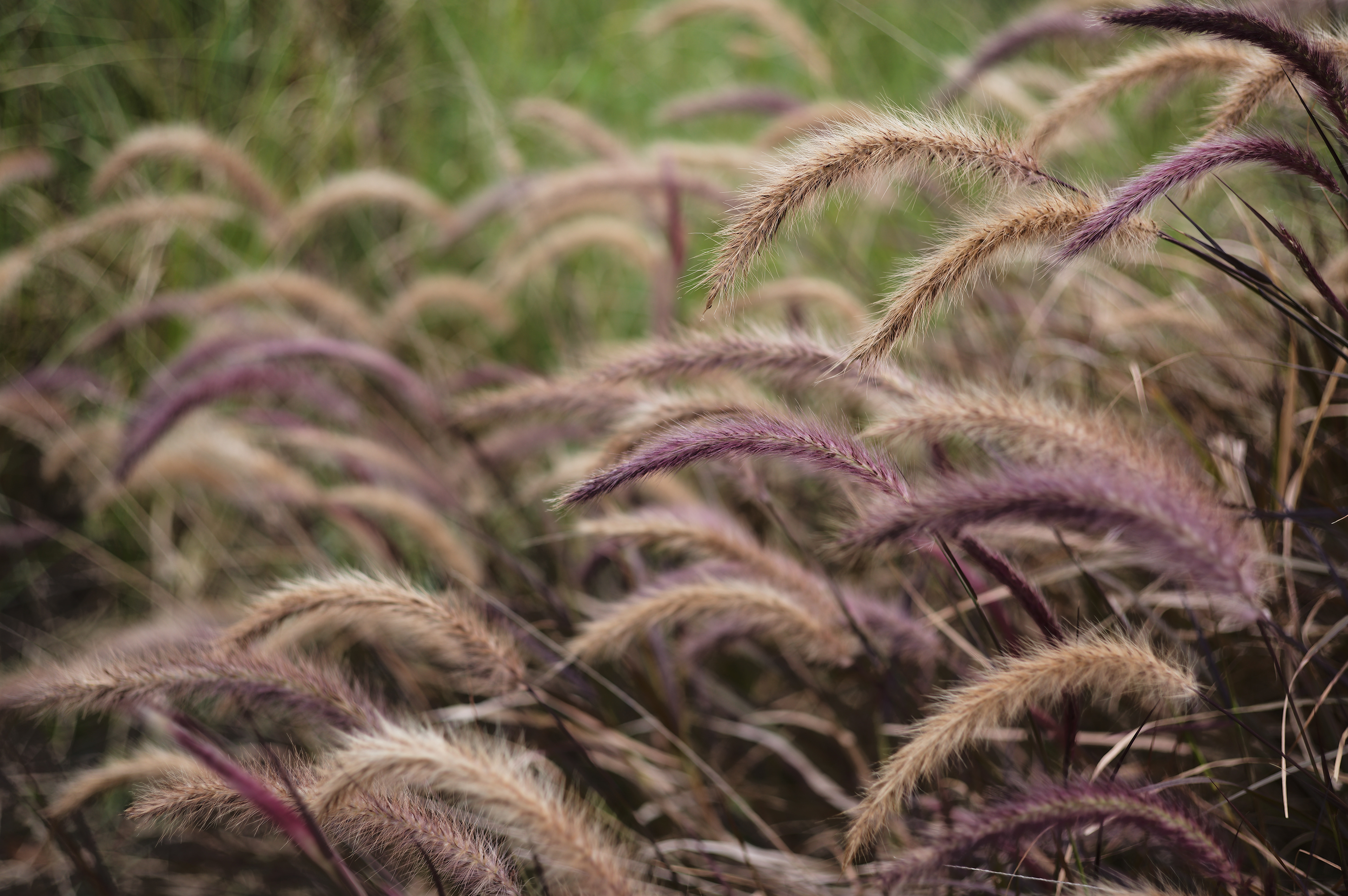 A short walk after lunch [LEICA M11, LEICA SUMMICRON 50mm f/2 Rigid]