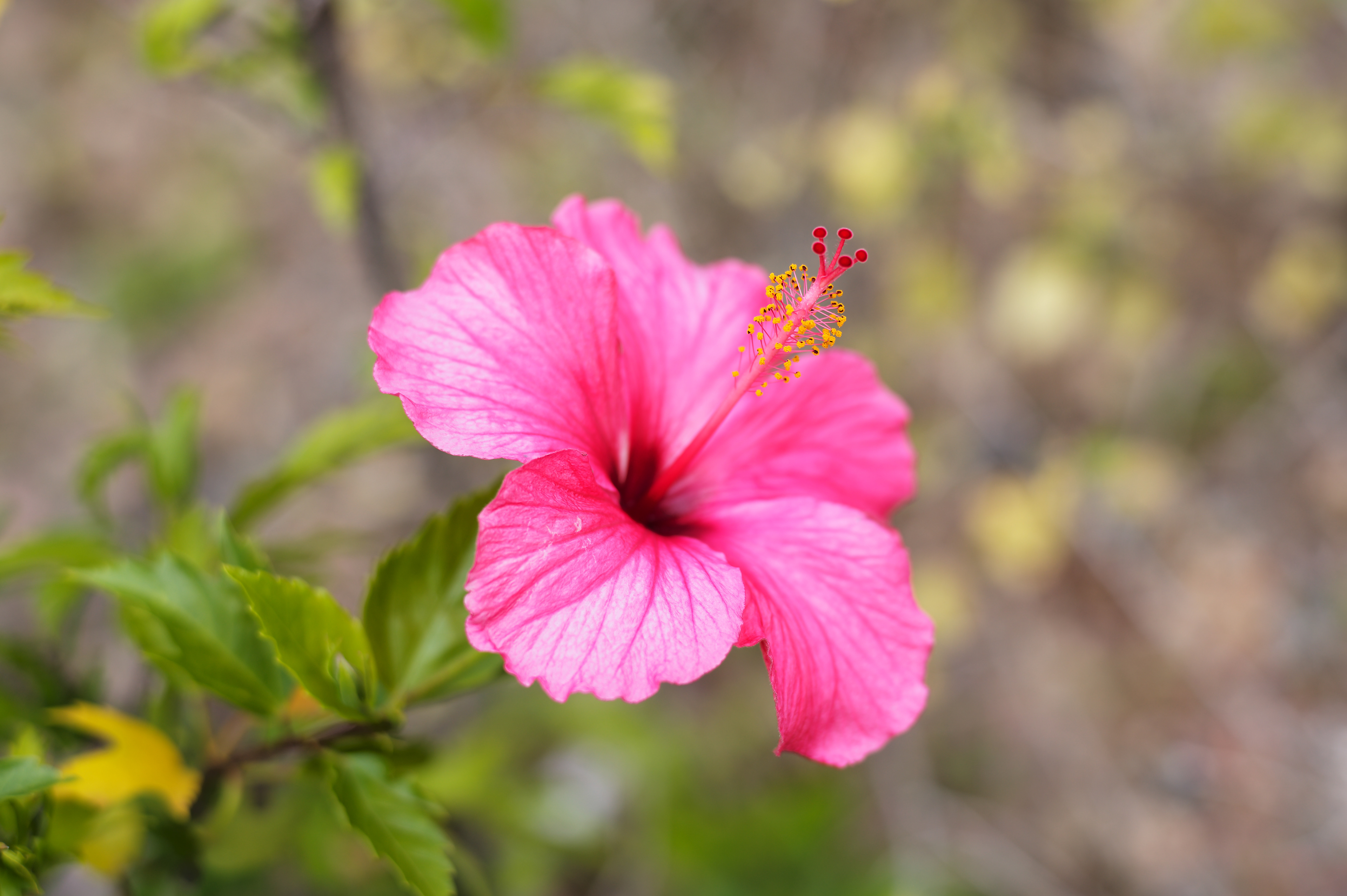 Compared to other rangefinder lenses, this lens has really good close focus. [LEICA M11, Voigtlander Nokton 75mm f/1.5 Aspherical]