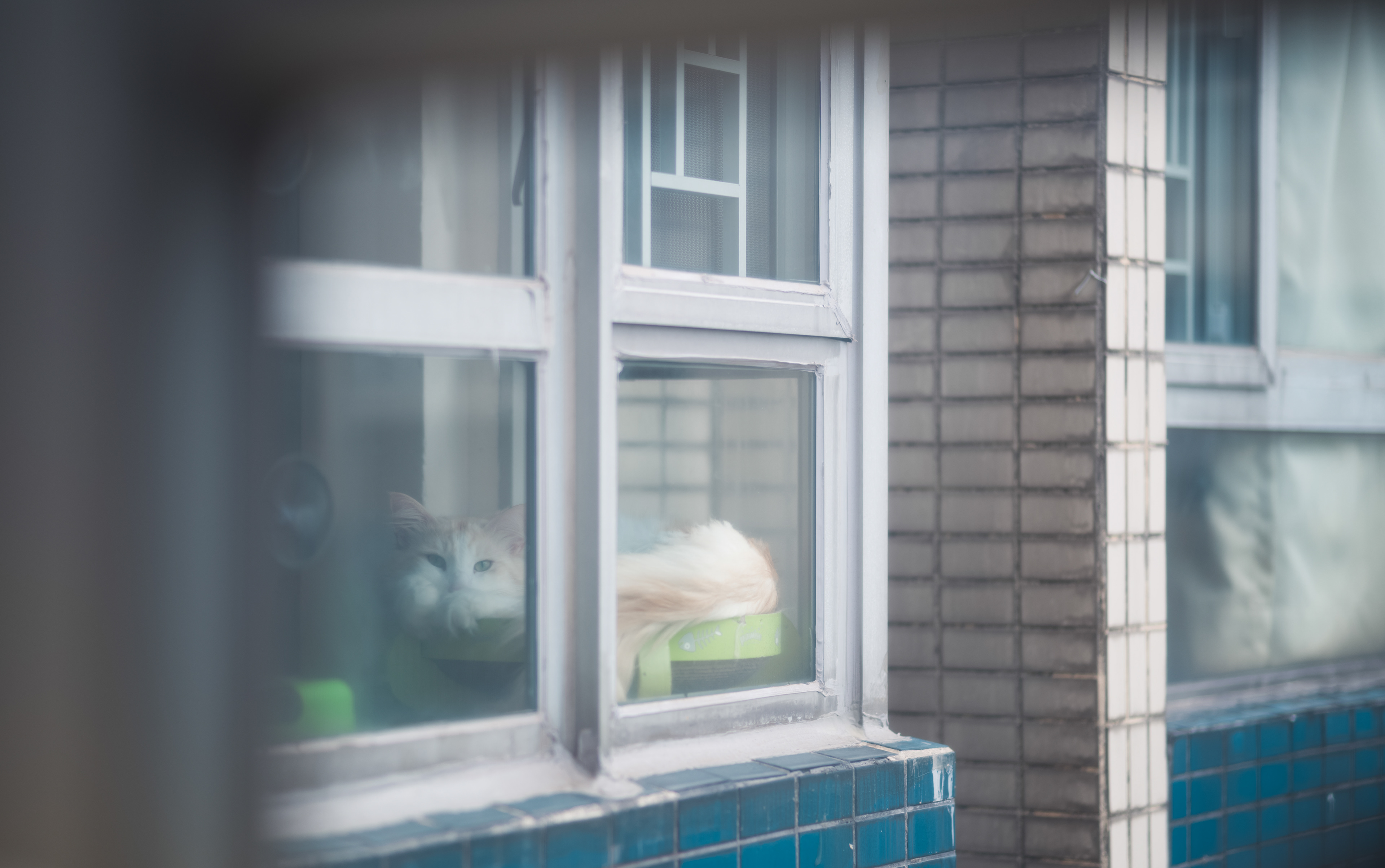 Voyeur in the house next door [LEICA M11, Voigtlander Nokton 75mm f/1.5 Aspherical]