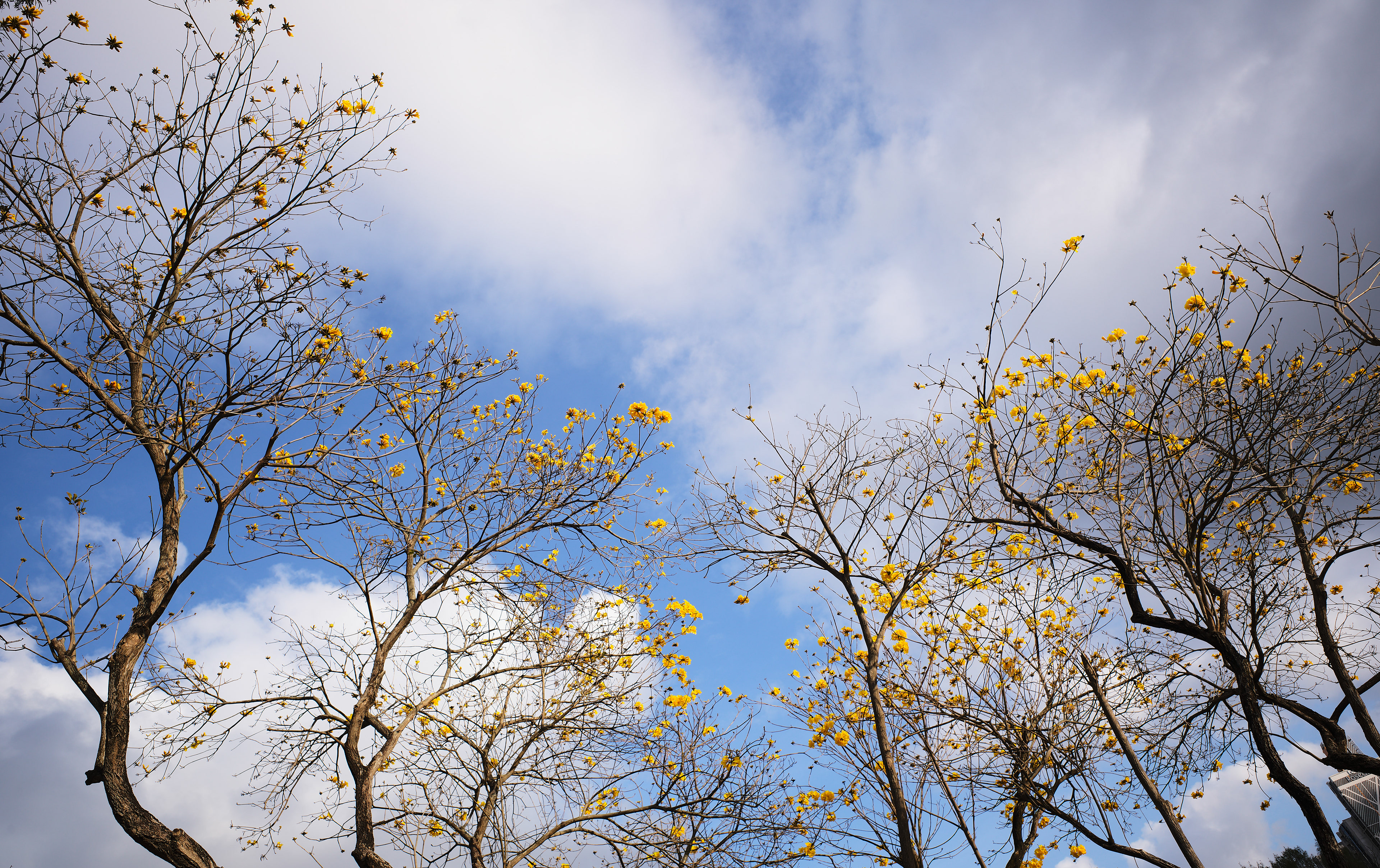 Tabebuia chrysotricha / Yellow Pui / Golden Trumpet Tree at Victoria Park [LEICA M11, LEICA Elmarit-M 24mm f/2.8 ASPH]