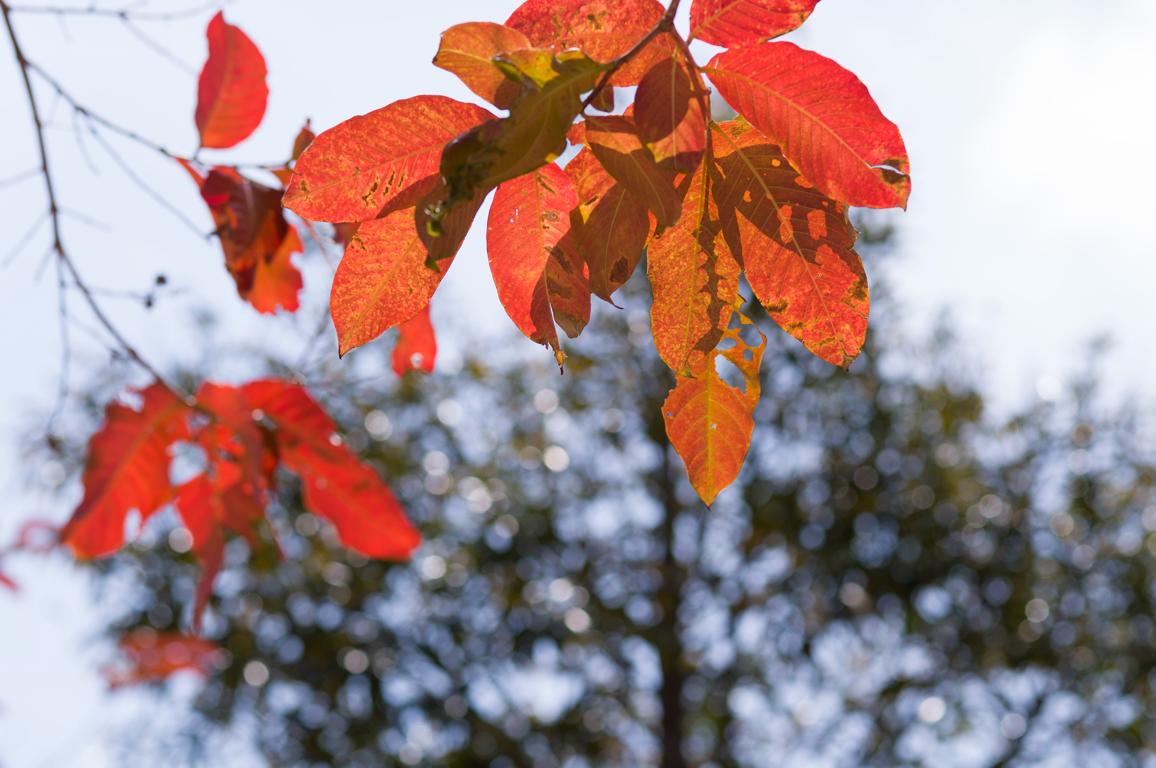 I decided to go for a walk in the park after lunch because I lack exercise these days. [LEICA M11, Voigtlander Nokton 75mm f/1.5 Aspherical]