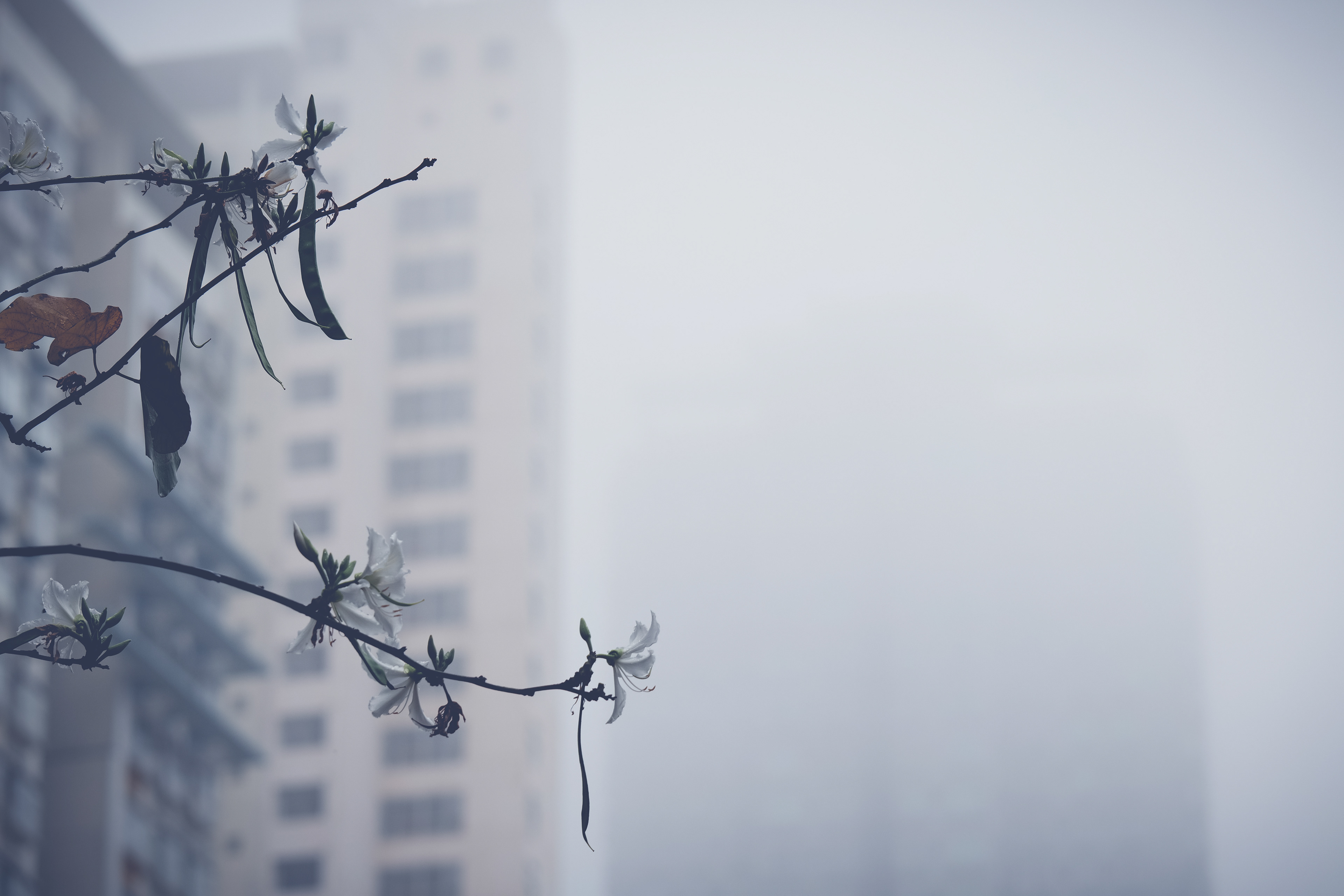 Smoky Day [Panasonic LUMIX DC-S5, Sigma 150-600mm F5-6.3 DG DN OS | Sports 021]