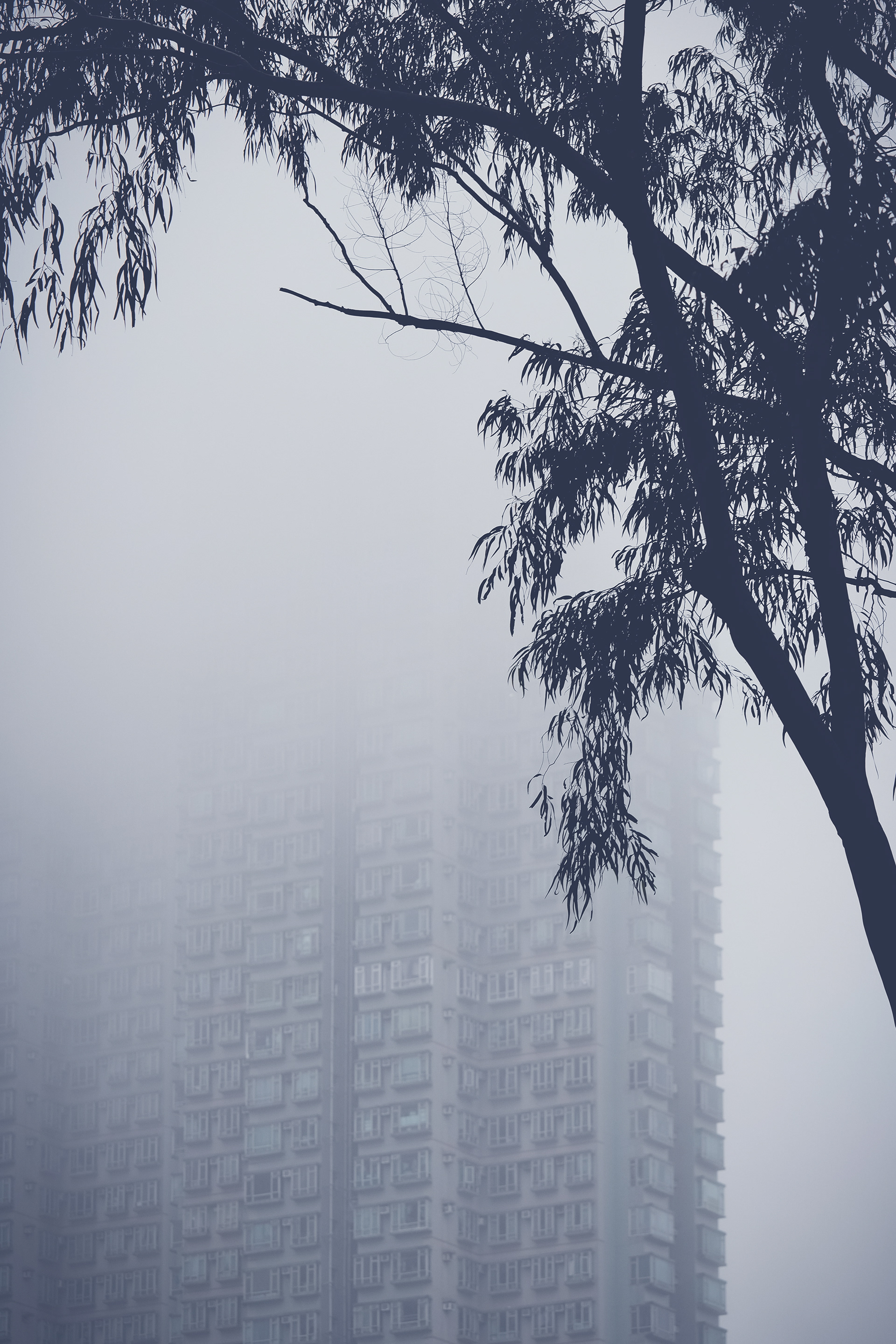 Smoky Day [Panasonic LUMIX DC-S5, Sigma 150-600mm F5-6.3 DG DN OS | Sports 021]