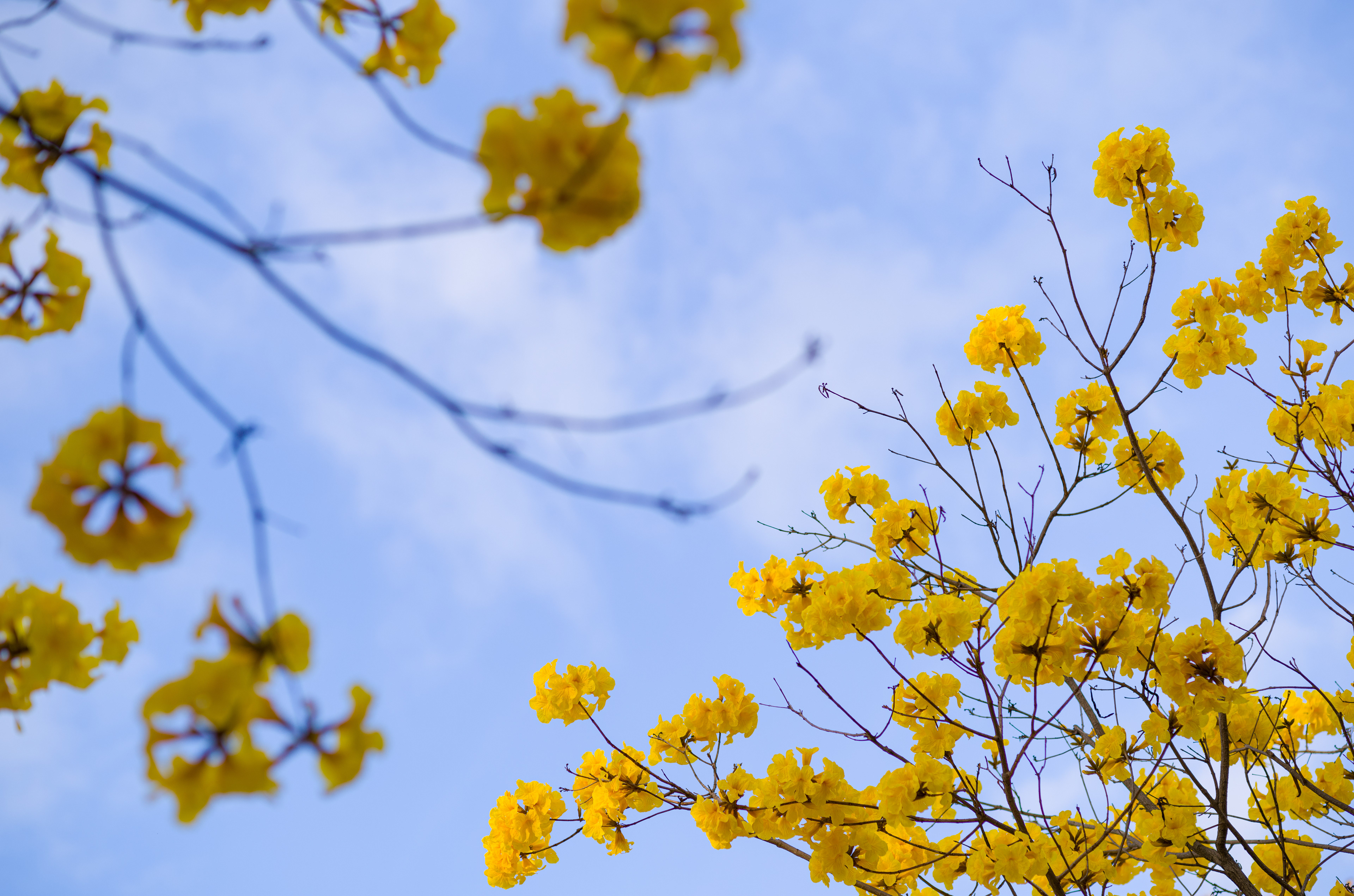 Tabebuia chrysotricha / Yellow Pui / Golden Trumpet Tree at Victoria Park [LEICA M11, Voigtlander Nokton 75mm f/1.5 Aspherical]