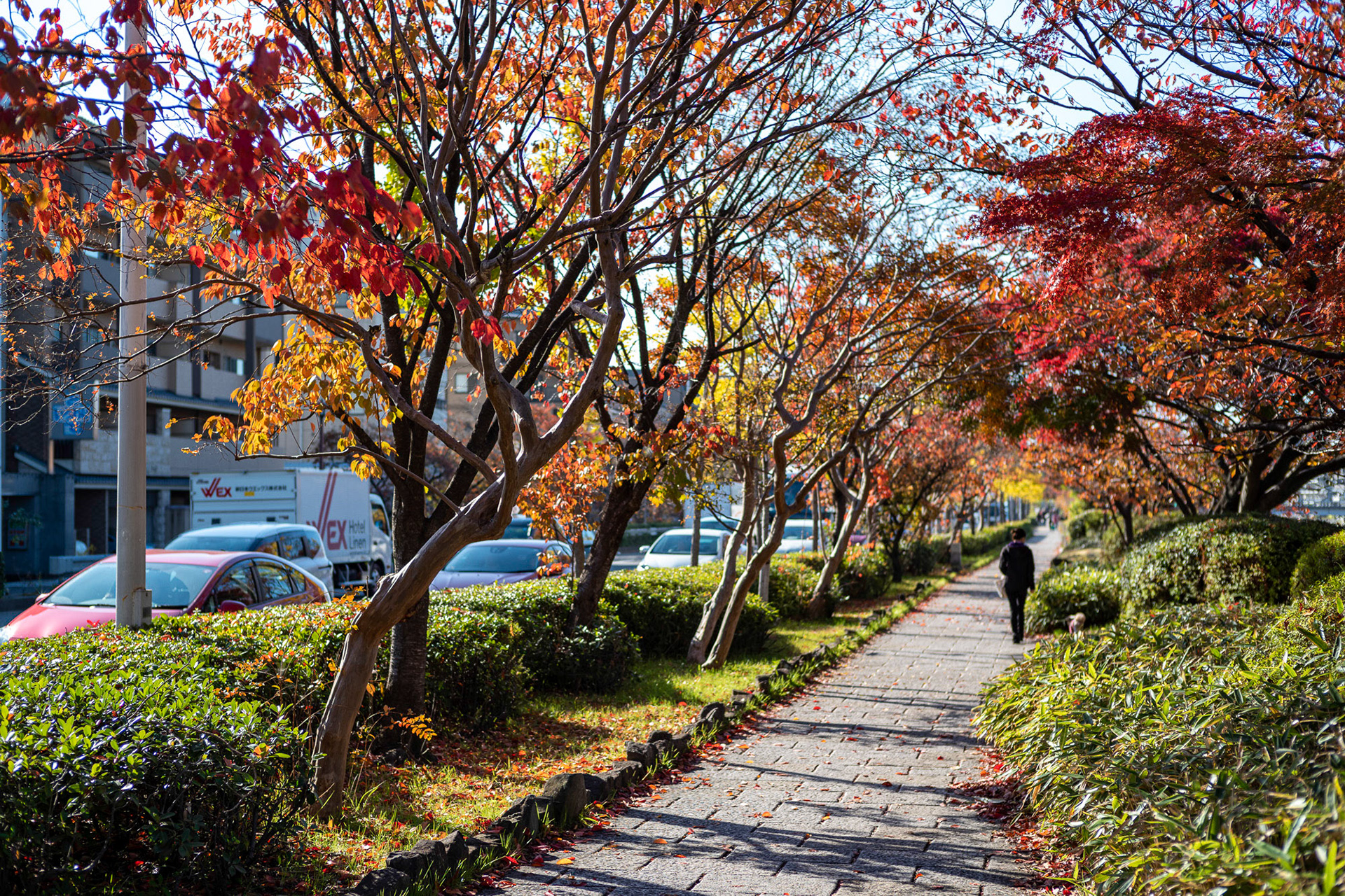 Autumn in Osaka