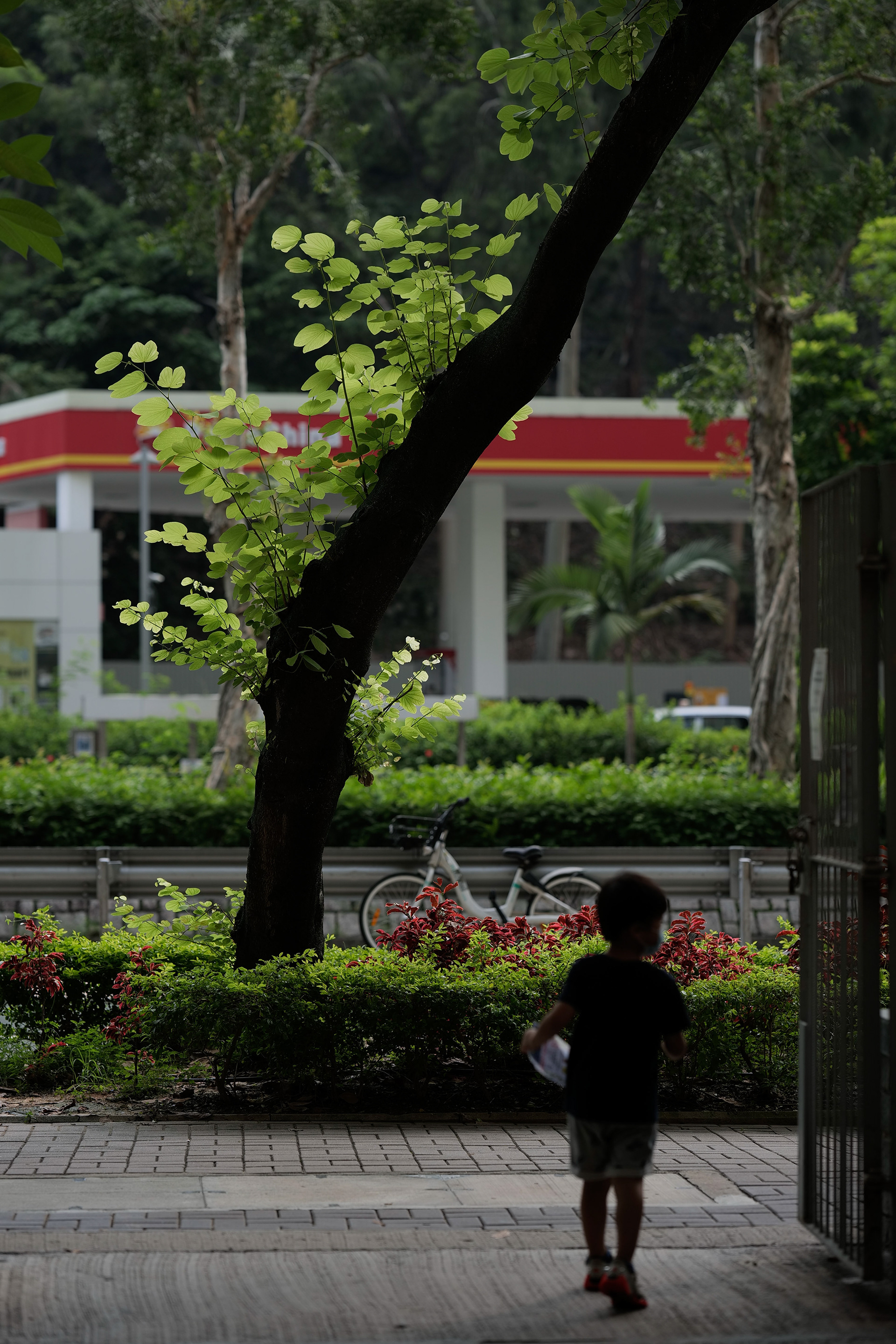backlight [Panasonic LUMIX DC-S5, Sigma 85mm F1.4 DG DN | Art 020]