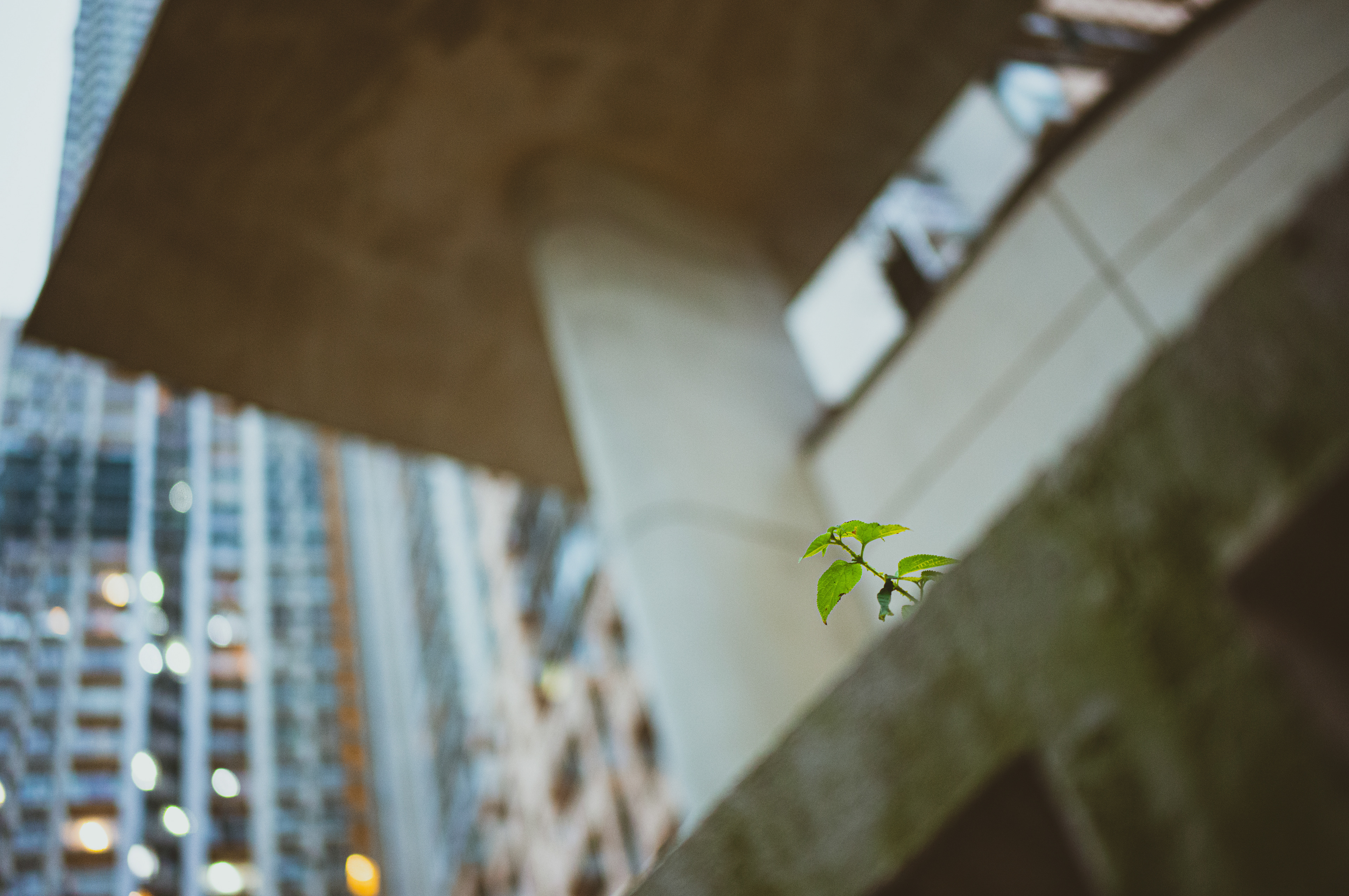 little life [LEICA M11, Voigtlander NOKTON Vintage Line 35mm f/1.5 Aspherical]