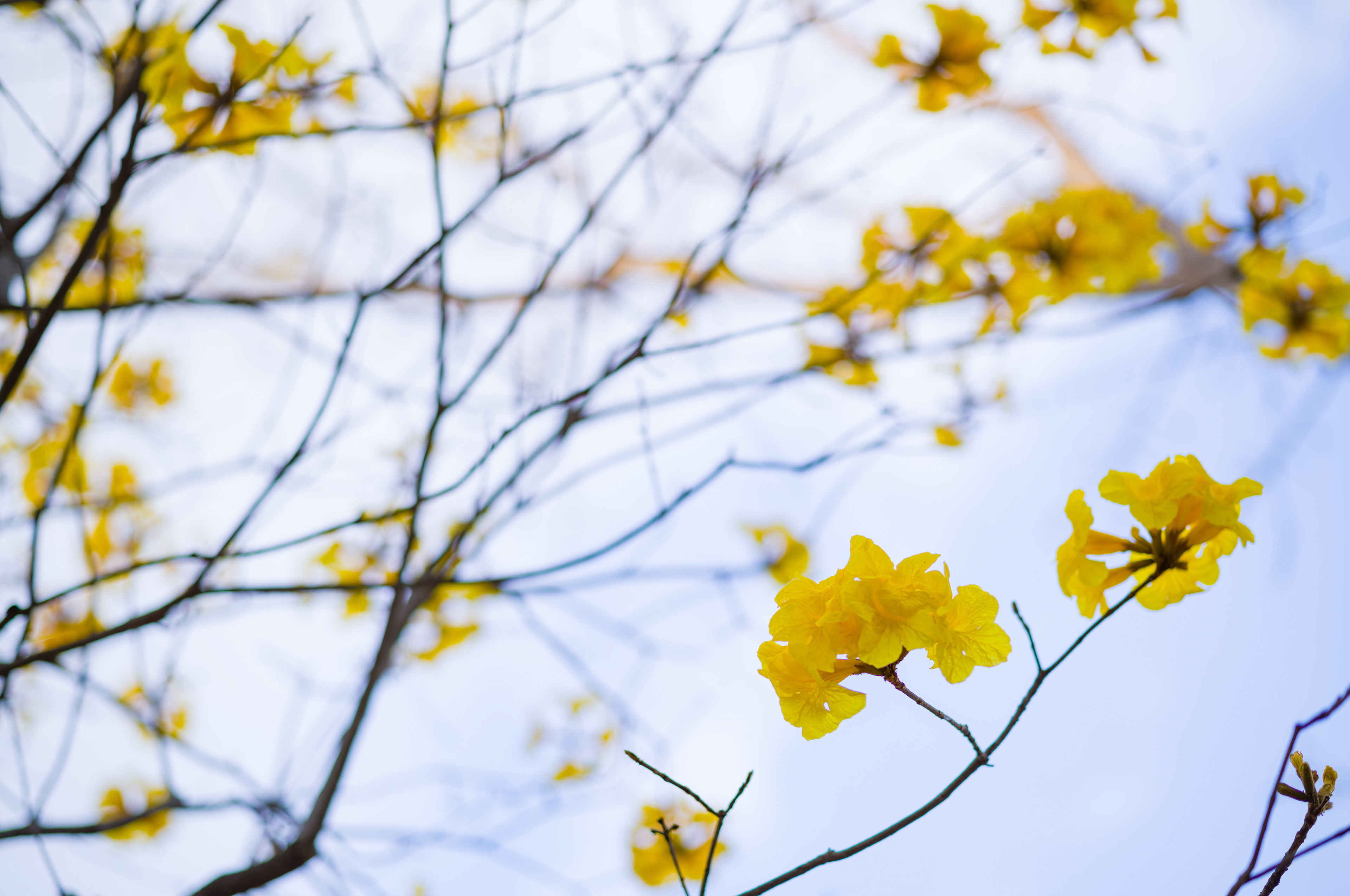 Tabebuia chrysotricha / Yellow Pui / Golden Trumpet Tree at Victoria Park [LEICA M11, Voigtlander Nokton 75mm f/1.5 Aspherical]