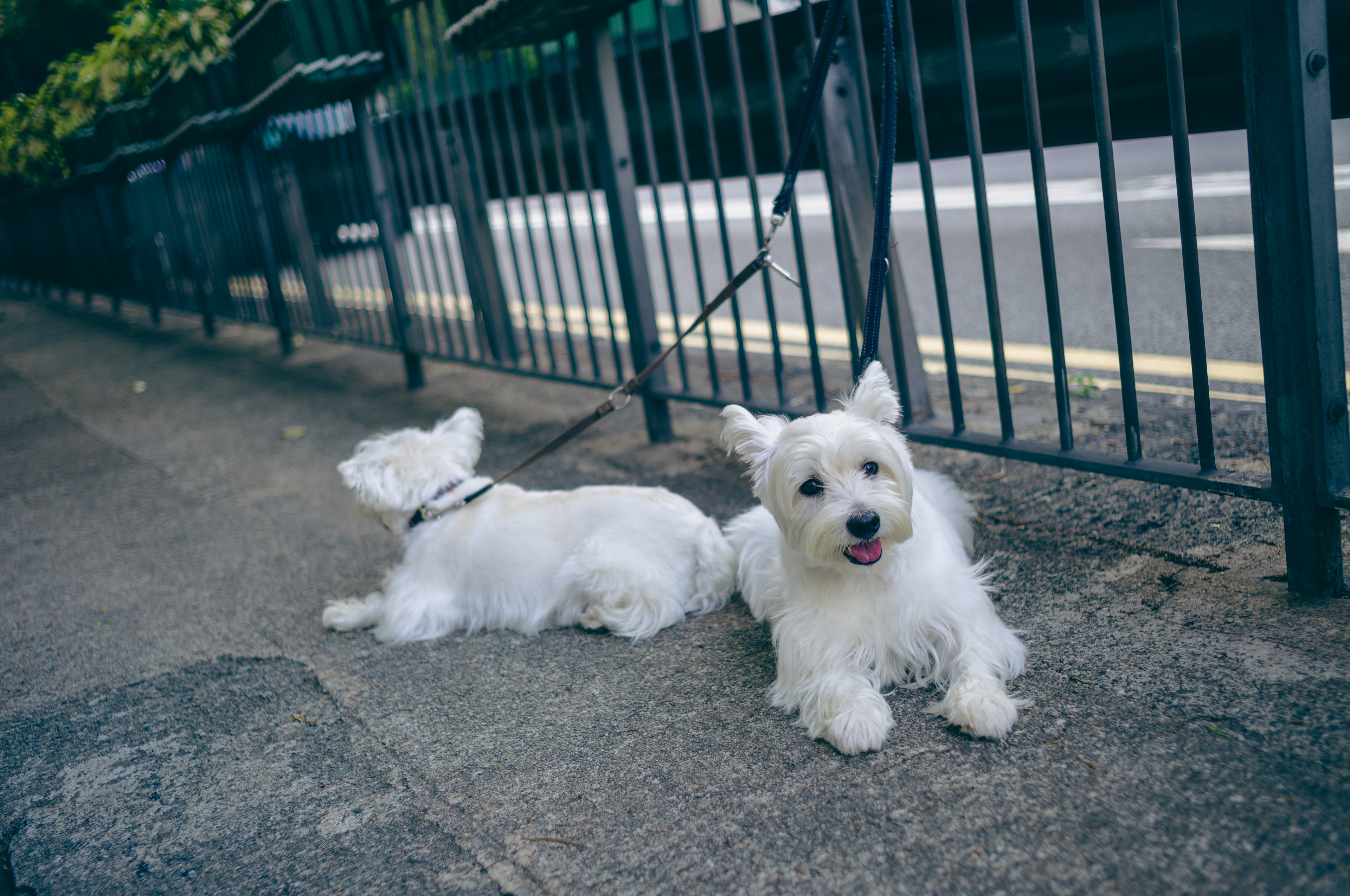 Where is your boss? [LEICA M11, LEICA Summicron-M 35mm f/2 ASPH]