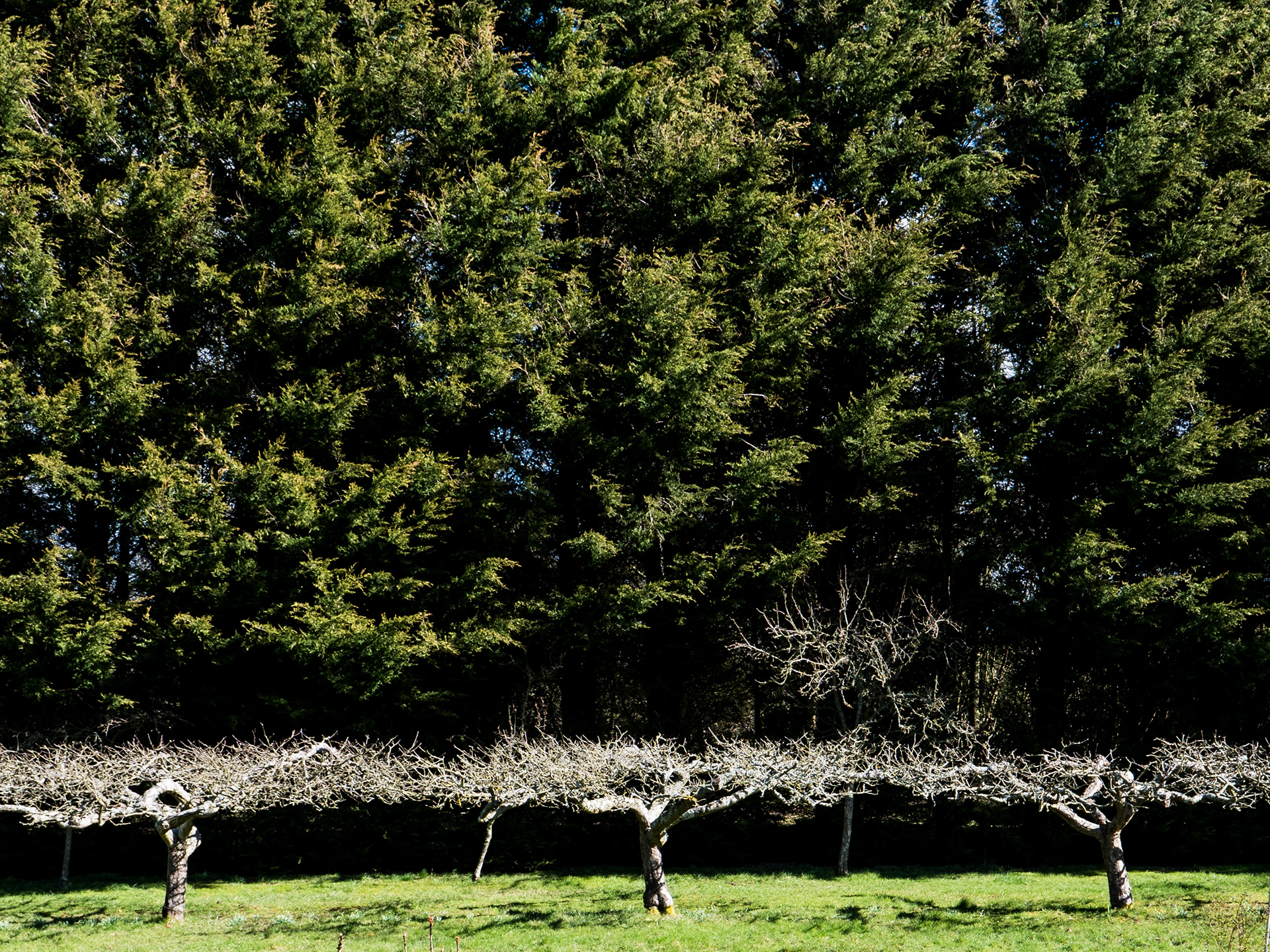 Apple Orchard 